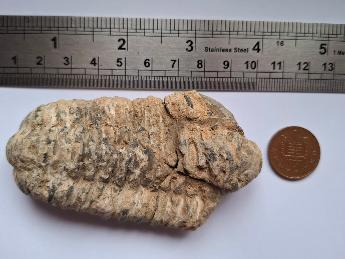 Trilobite (Flexicalymene), 83.86g, Fossil (Ref: TR3)