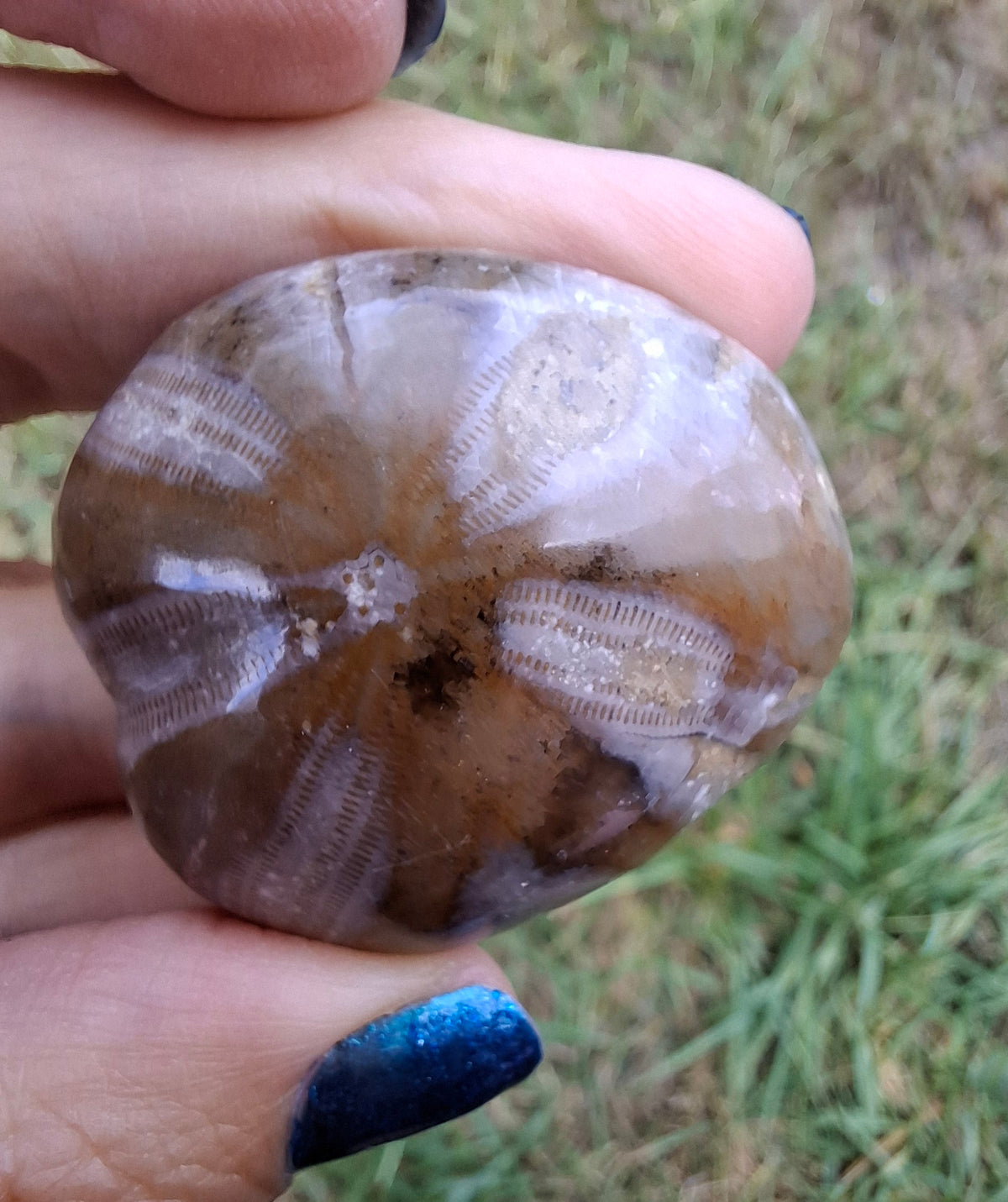 Polished Sea Urchin, Fossil (Ref: SU2)