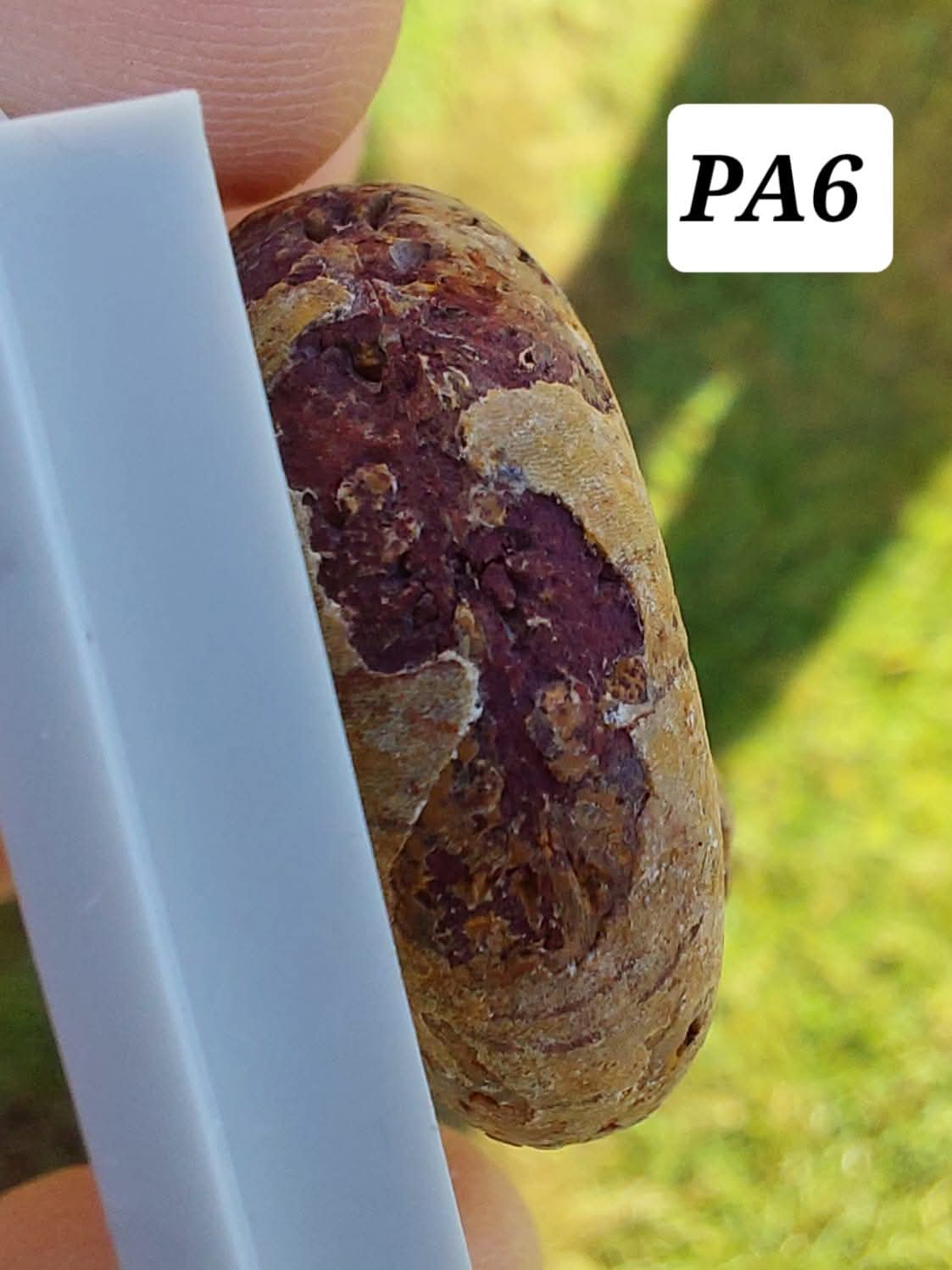 Phylloceras Ammonite, Fossil (Ref: PA6)