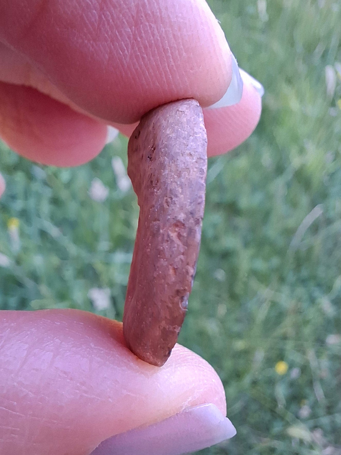 Small Haematite Ammonite HALF, (2.91g), Fossil (Ref: MA1)