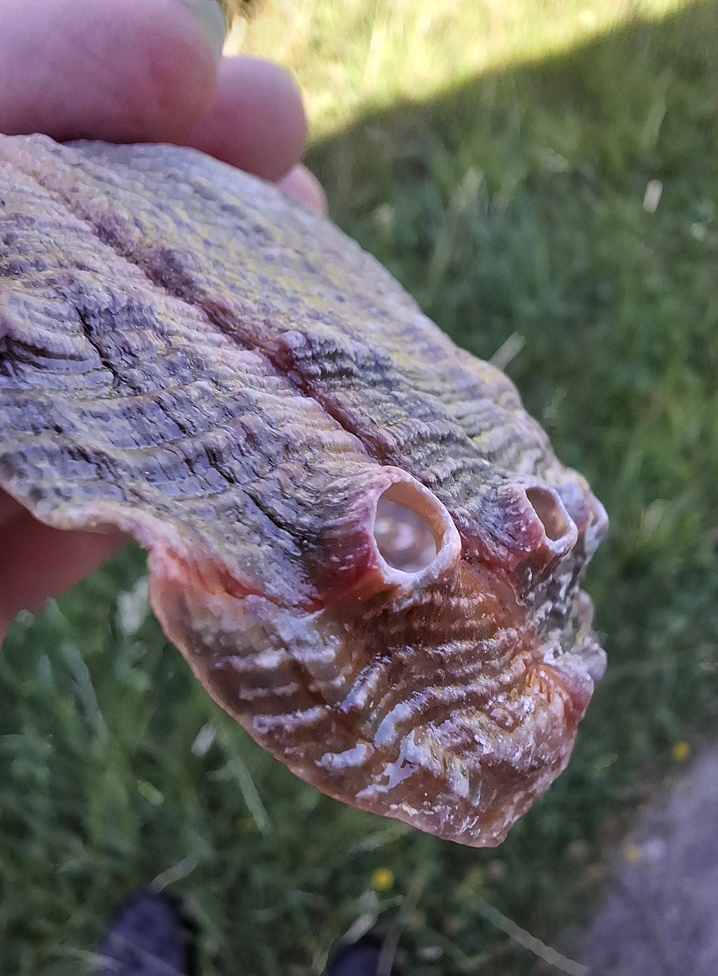 Abalone Shell, (Ref: SH1)