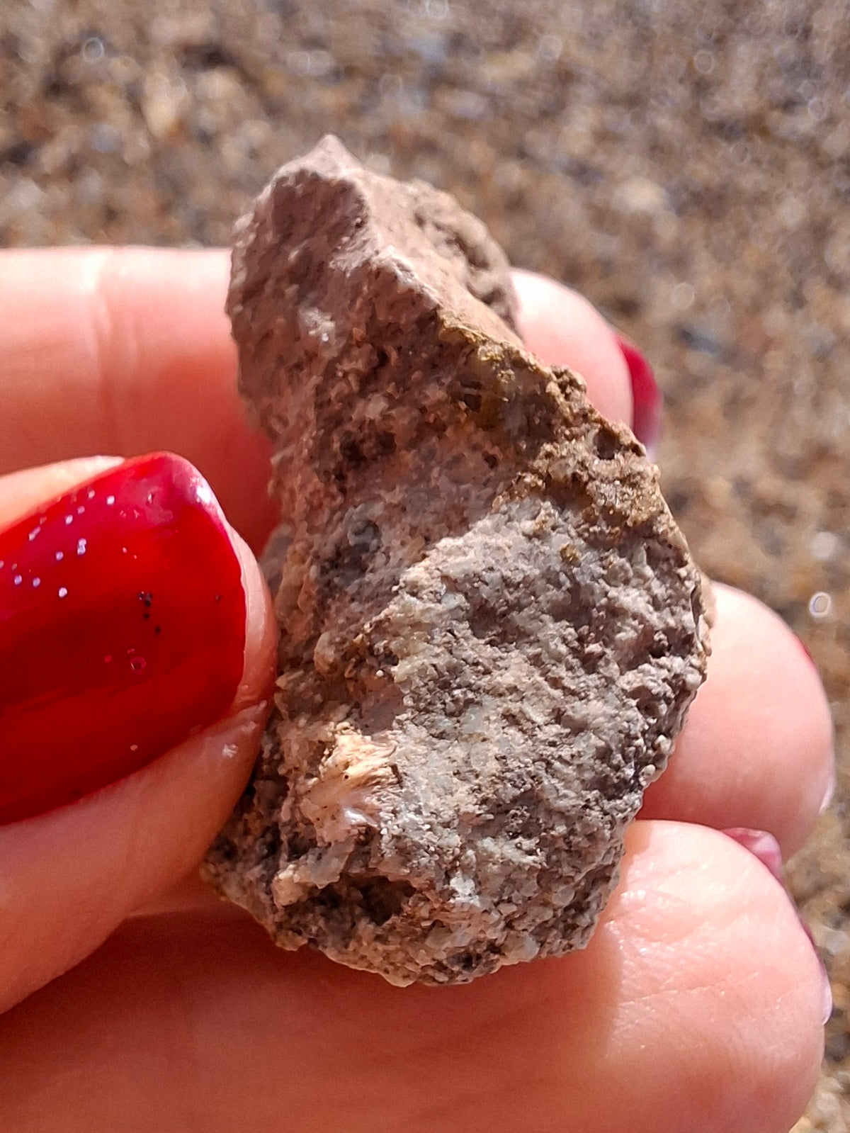 Sauropod Dinosaur Coprolite, 12.82g, Fossil (Ref: DP1)