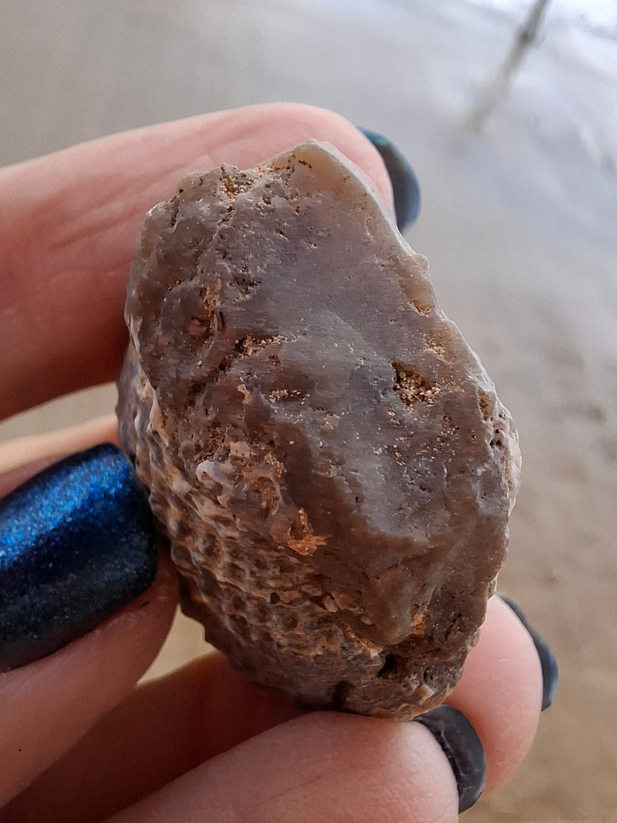 Chalcedony Oyster, Fossil (Ref: FO10)