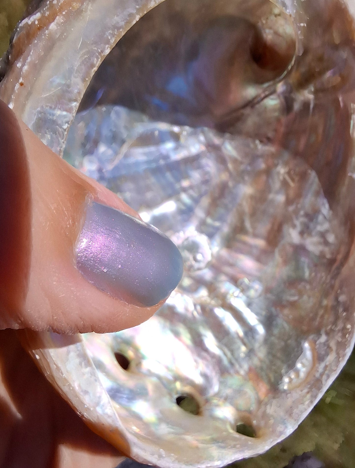 Abalone Shell, (Ref: SH2)