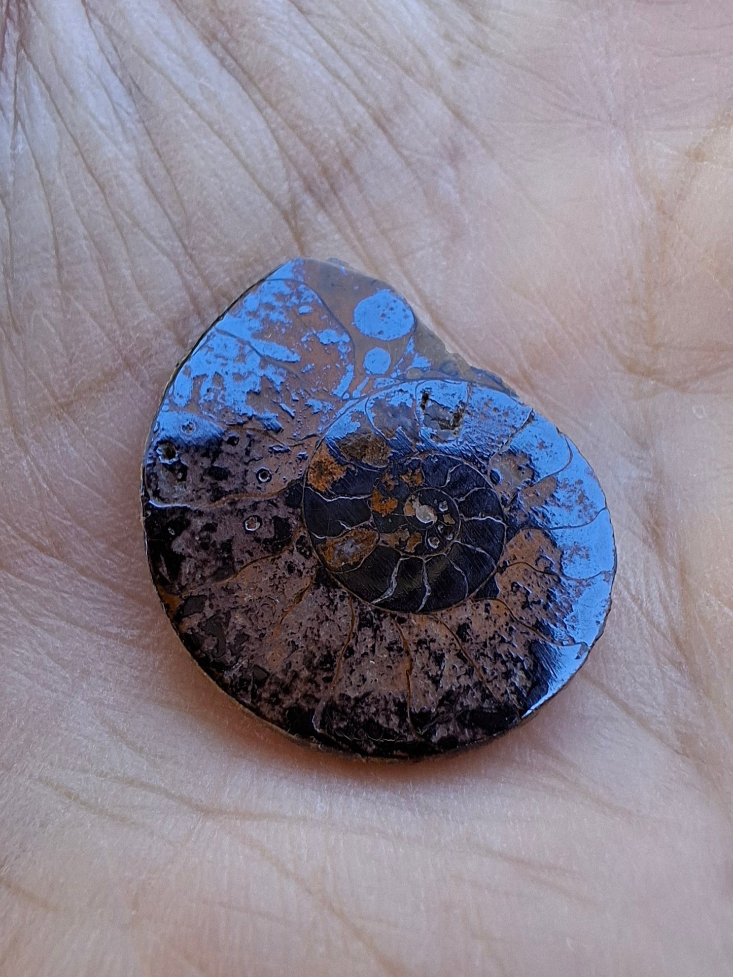 Small Haematite Ammonite HALF, 1.78g, Fossil (Ref: MA4)