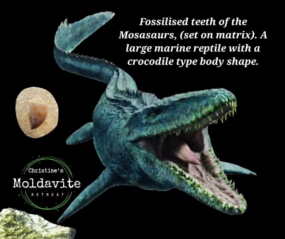 Mosasaurus Tooth with matrix, Fossil, (Ref: MTM1)