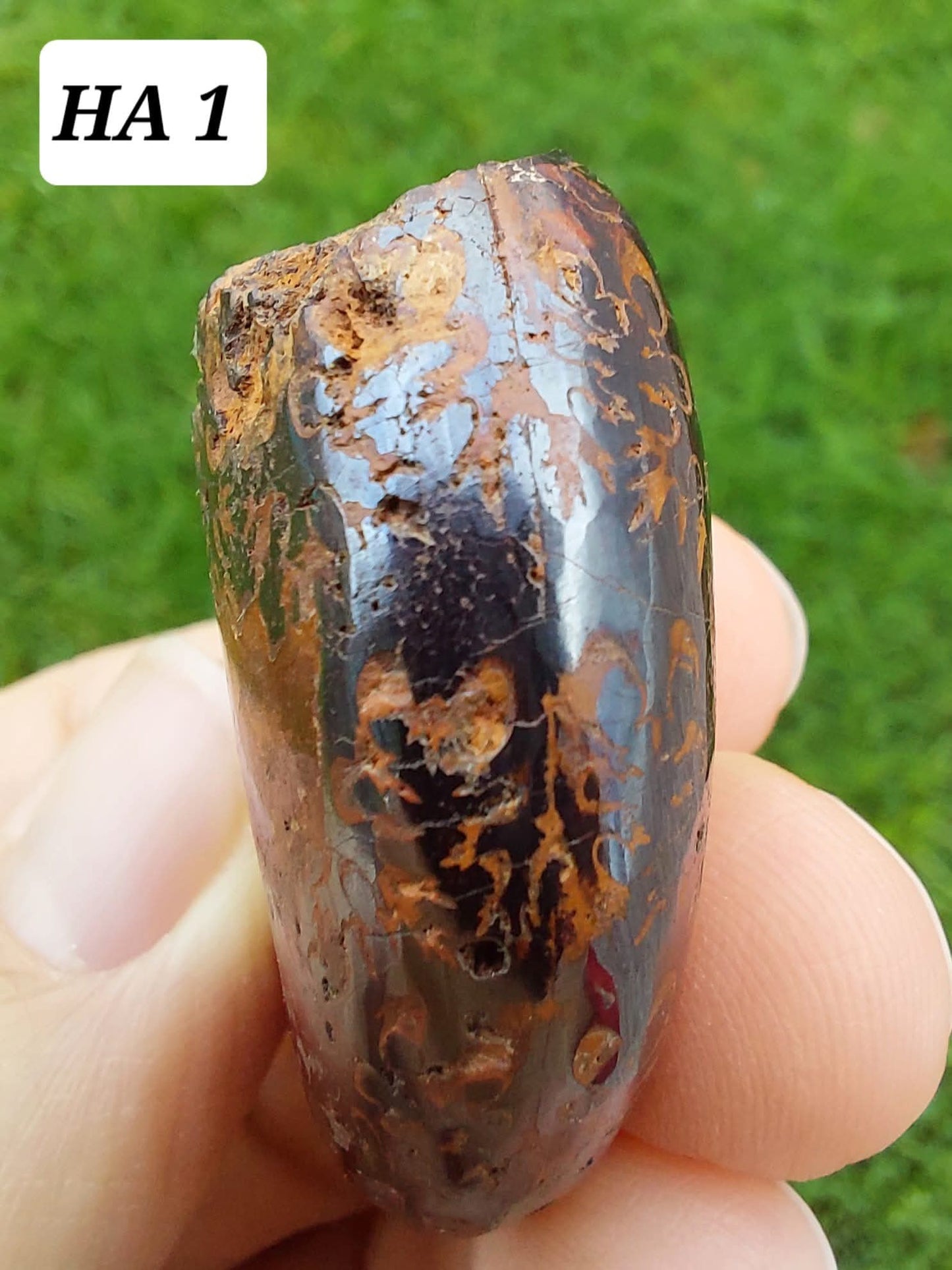 Hematite Ammonite, 21.29g, Fossil (Ref: HA1)