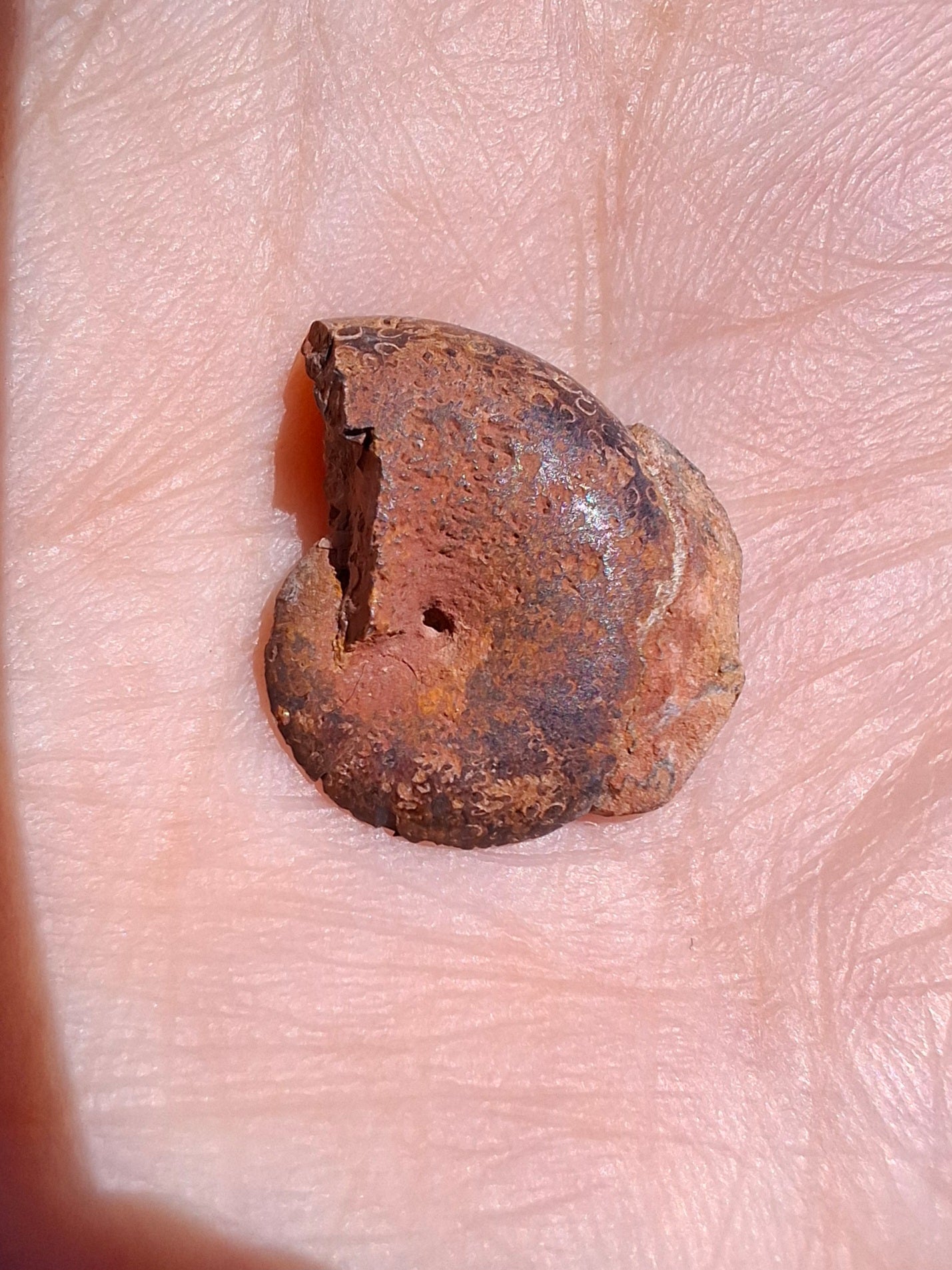 Small Haematite Ammonite HALF, 1.32g, Fossil (Ref: MA5)