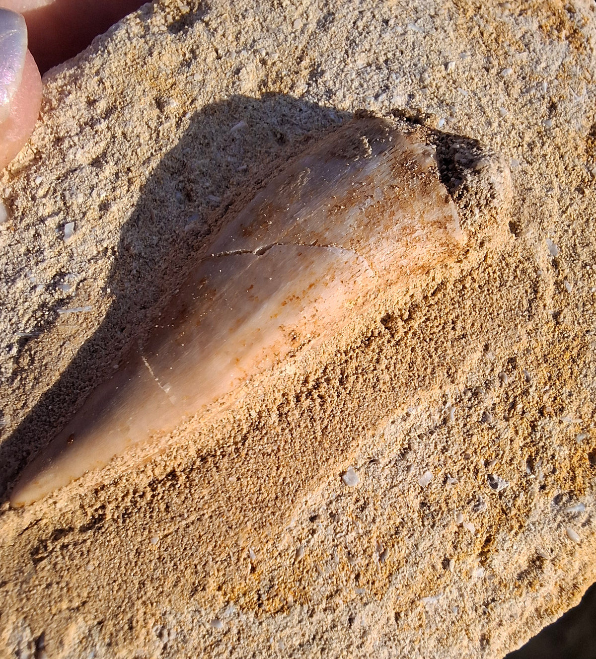 Enchodus Sabre Tooth, Fossil (Ref: ES3)