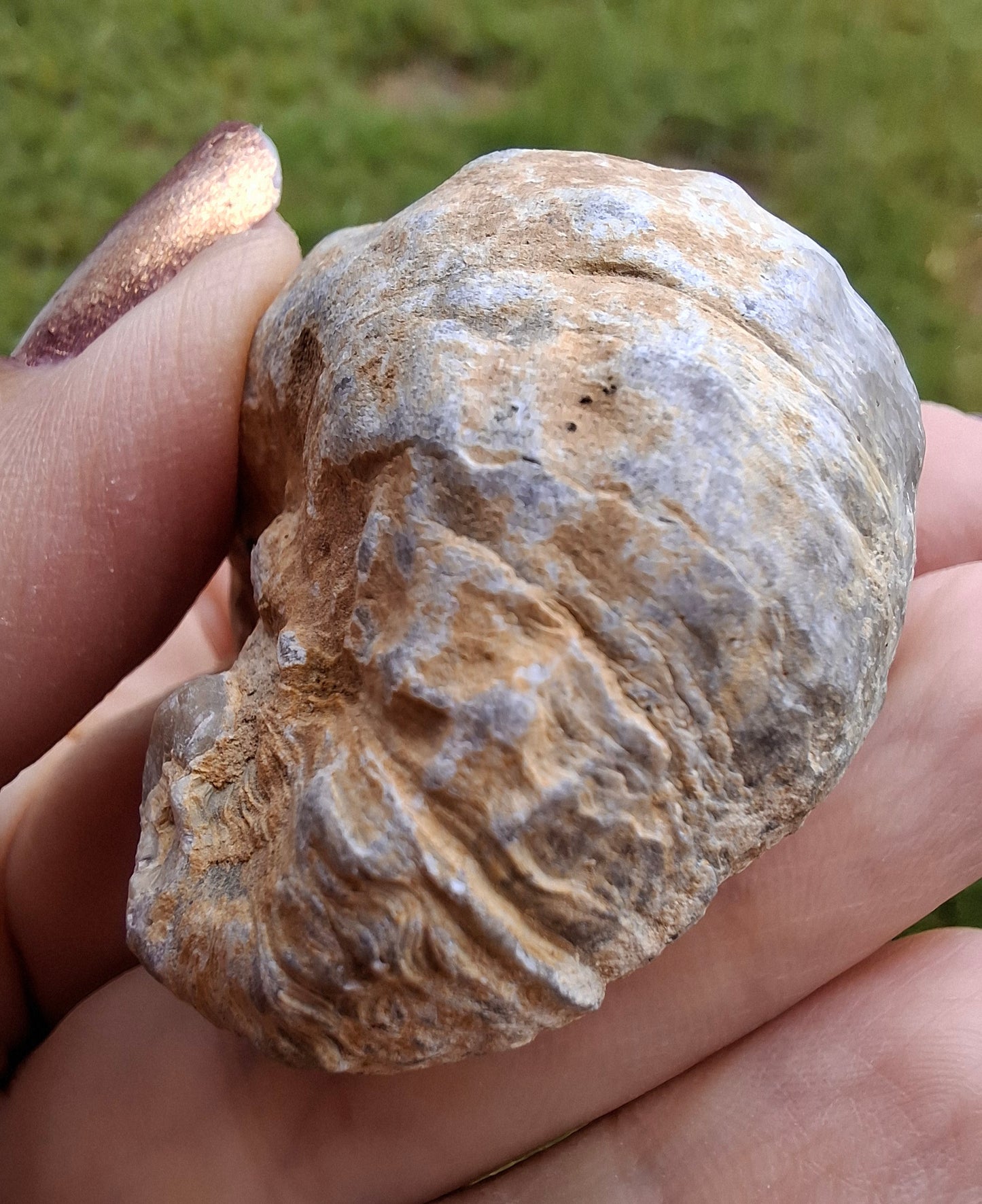 Gryphaea (Devil's Toenail), 57.53g, Fossil (Ref: G2)