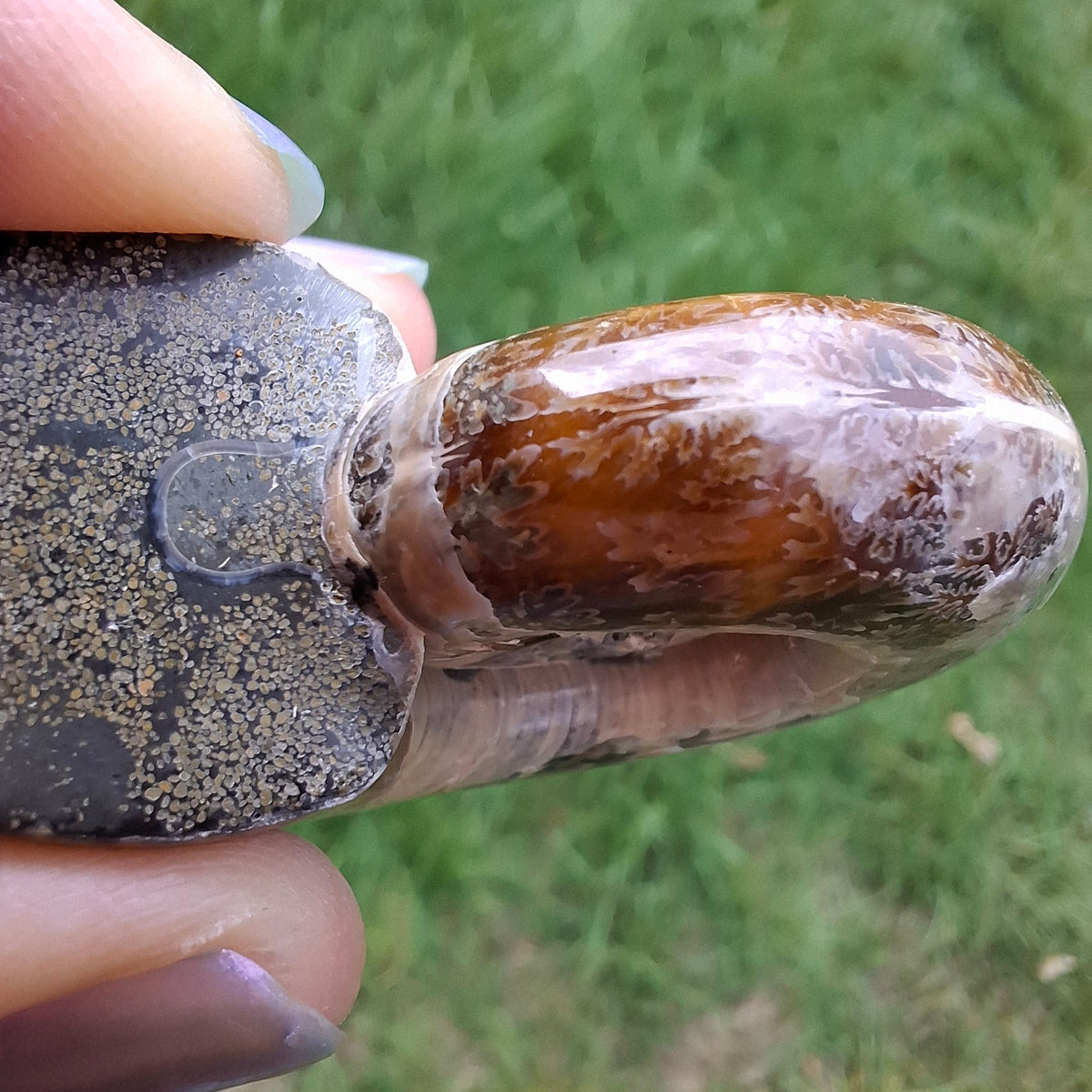 Polished Ammonite, Fossil (Ref: AMM1)