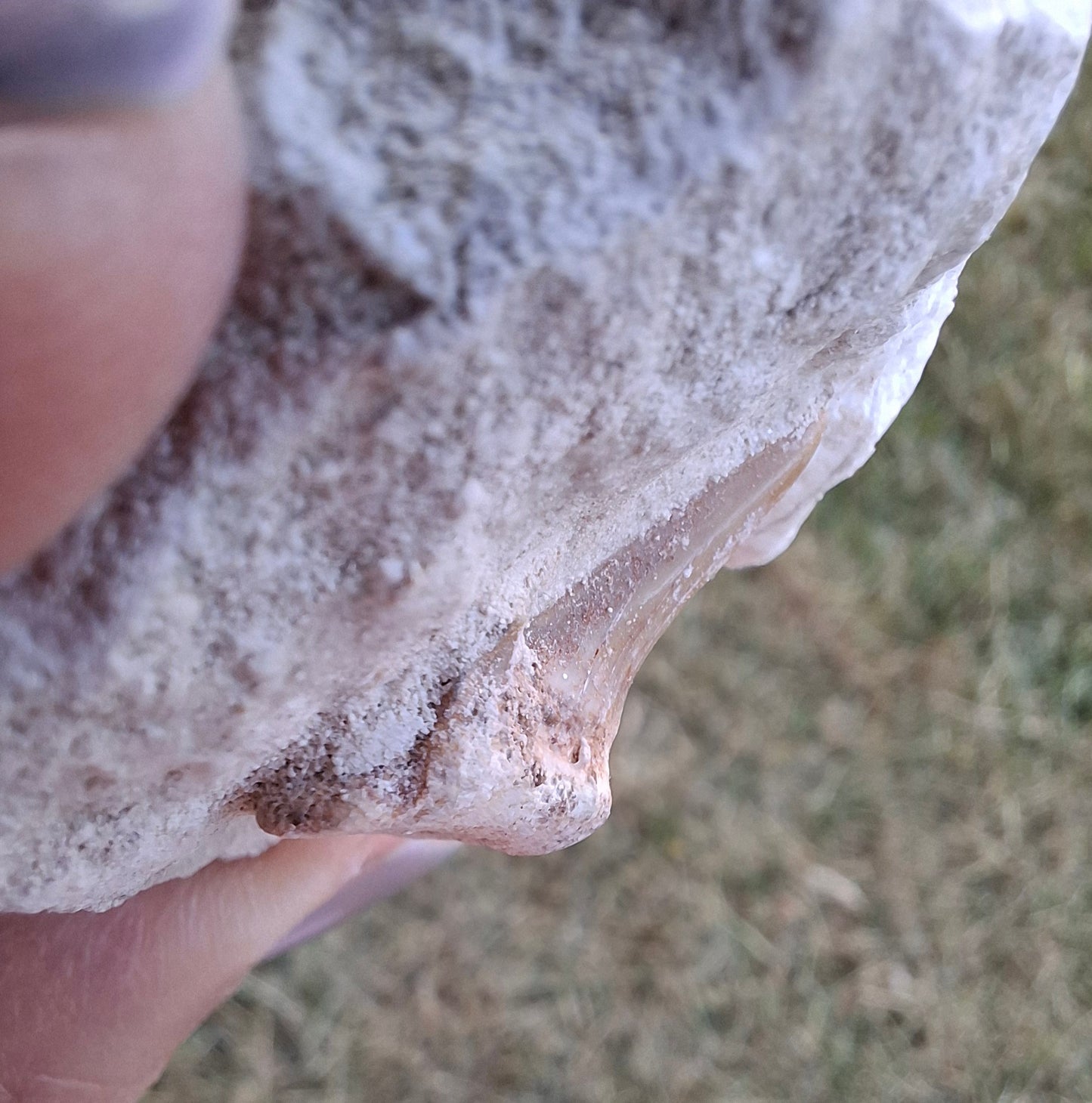 Otodus Shark Tooth in Rock, Fossil (Ref: OT2)