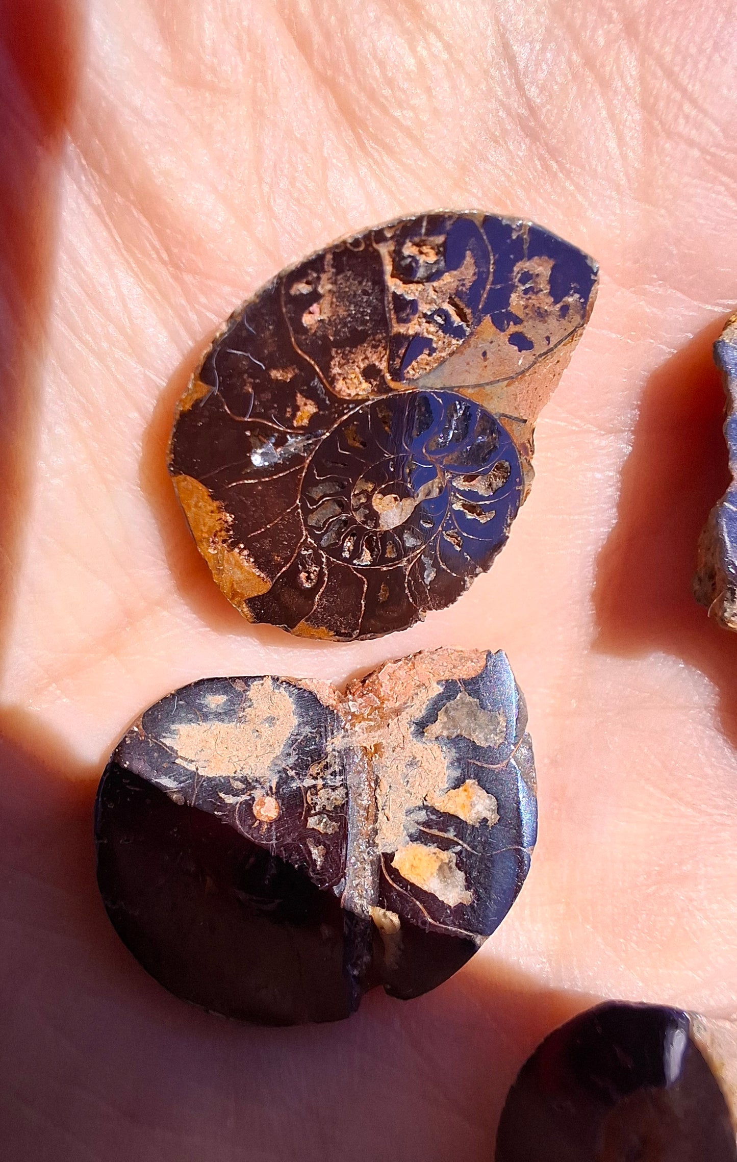 Small Haematite Ammonite Halves BUNDLE, (7 pcs), Fossil (Ref: MA13)