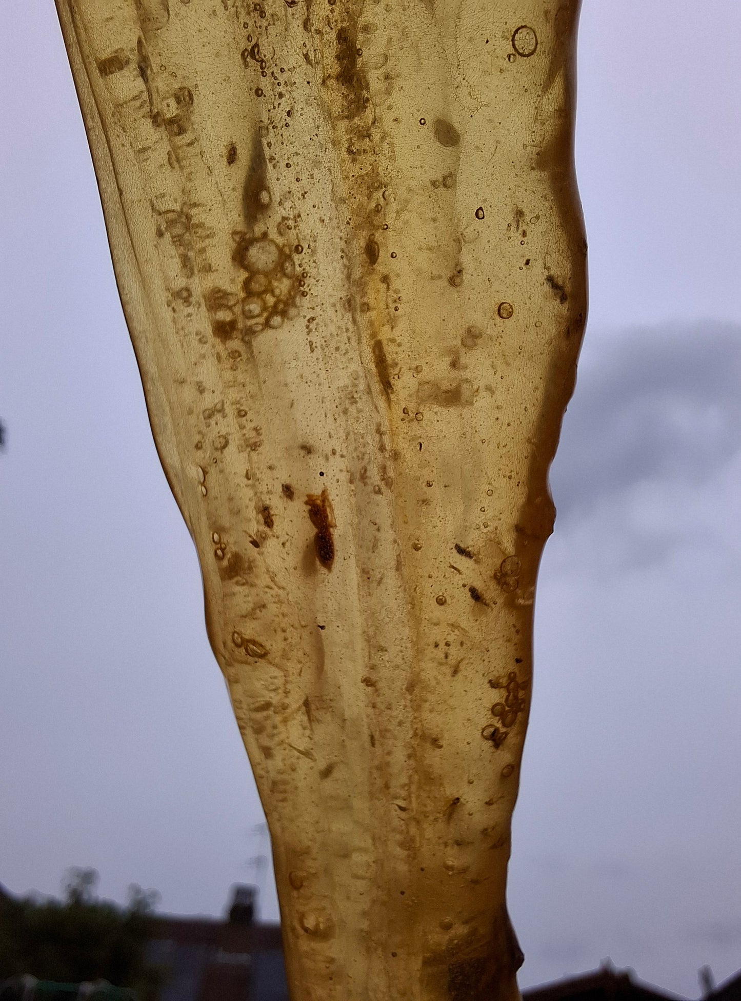 Copal Young Amber with INSECTS inside, 18.29g, Fossil (Ref: CA33)
