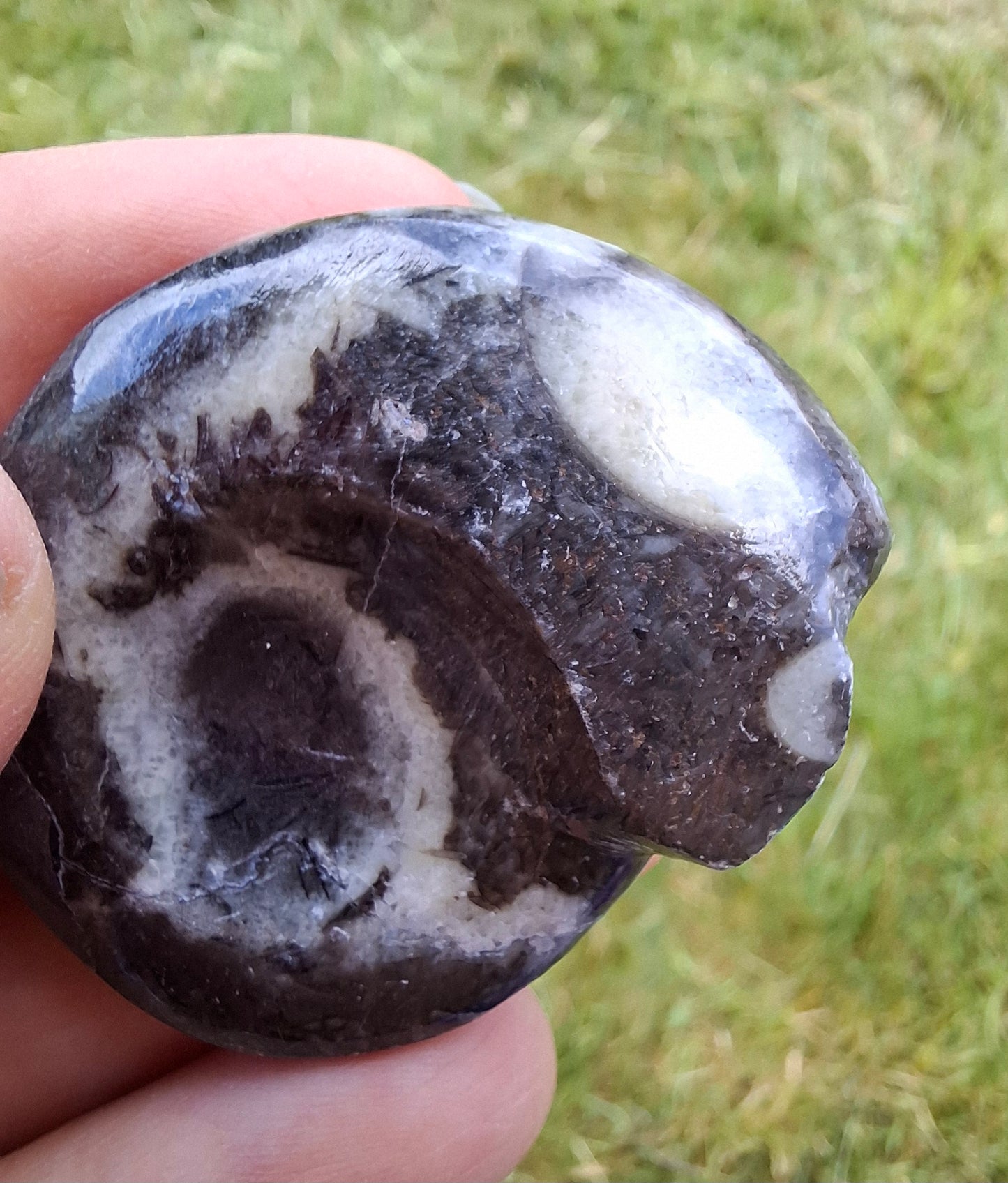 Goniatite, Fossil (Ref: GA6)