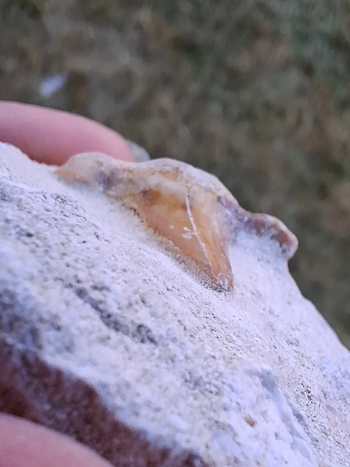 Otodus Shark Tooth, Fossil (Ref: OT4)