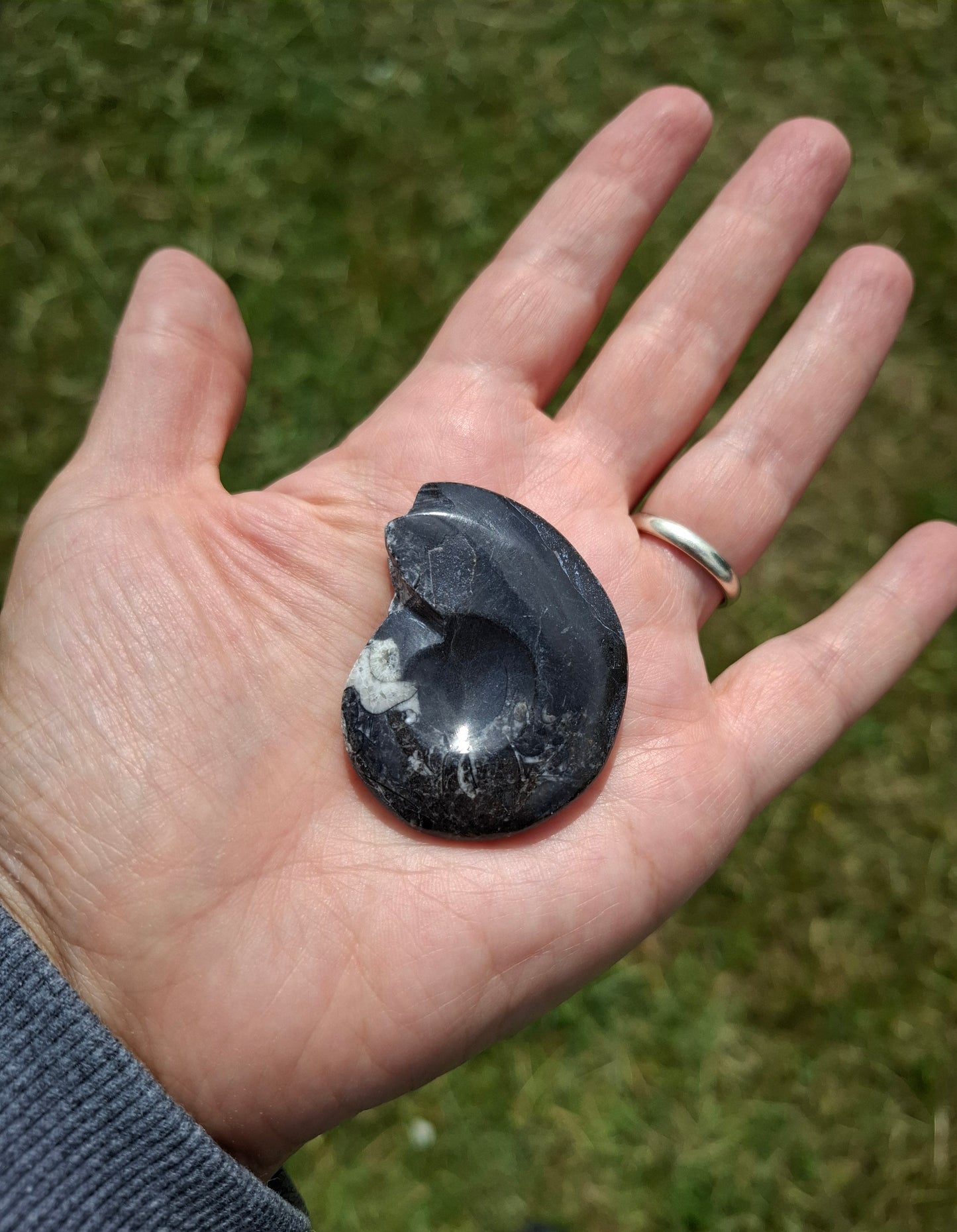 Goniatite, Fossil (Ref: GA5)