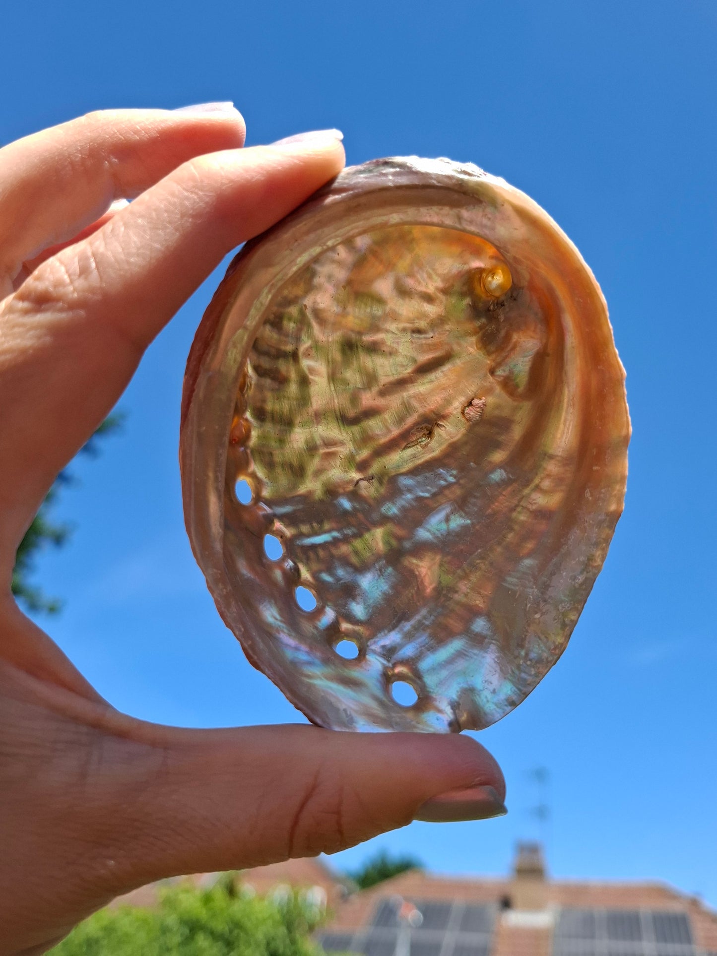 Abalone Shell, (Ref: SH3)