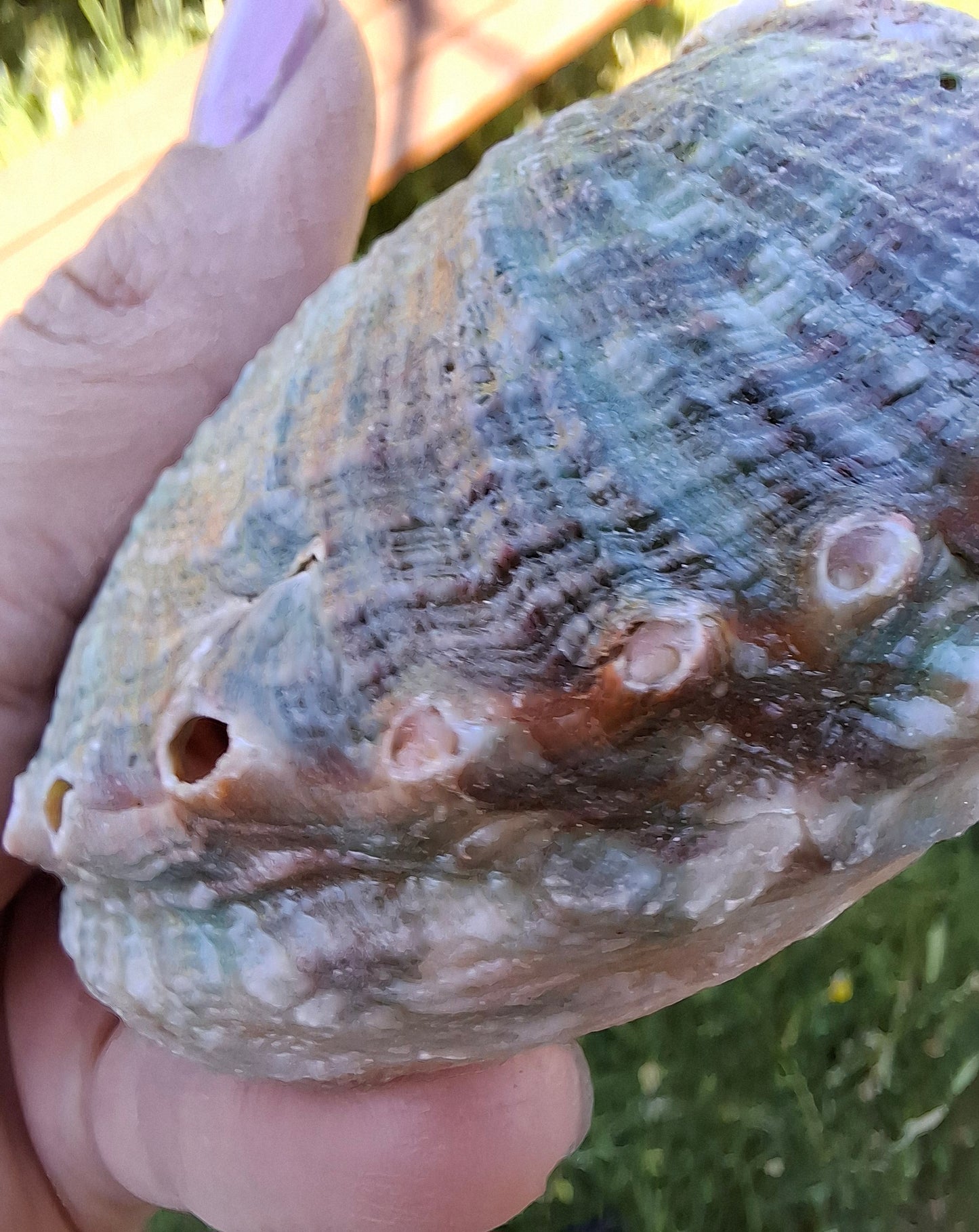 Abalone Shell, (Ref: SH2)