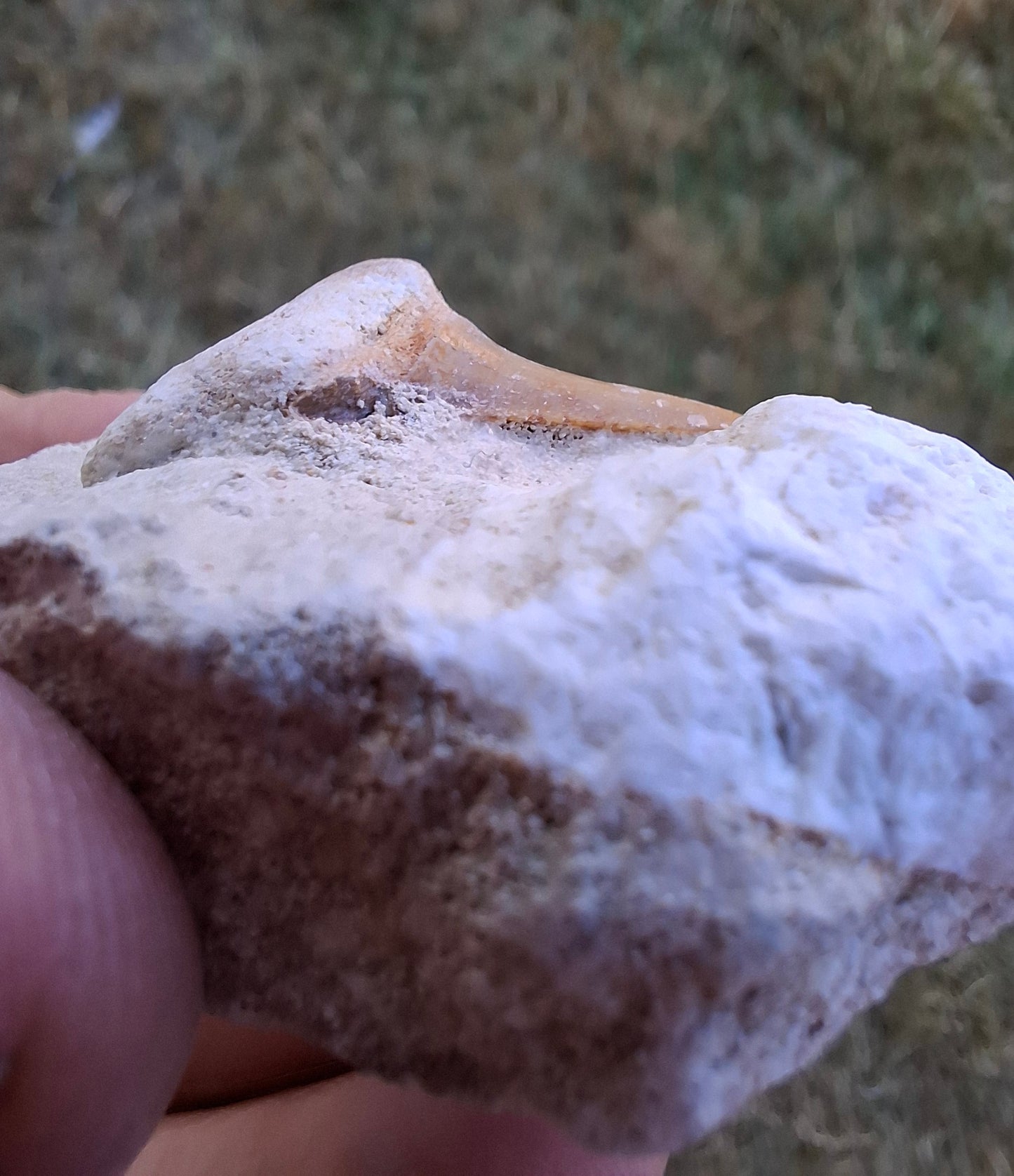 Otodus Shark Tooth in Rock, Fossil (Ref: OT2)