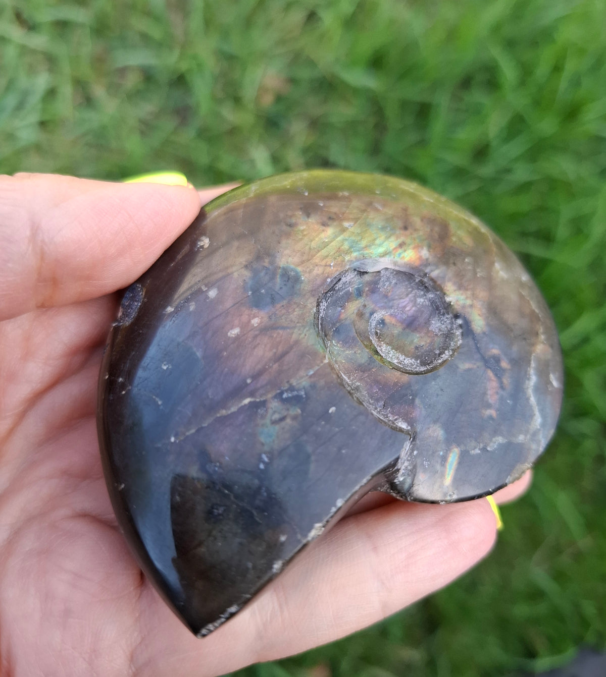 Labradorite Ammonite Carving, 160.21g, Crystal (Ref: laba4)