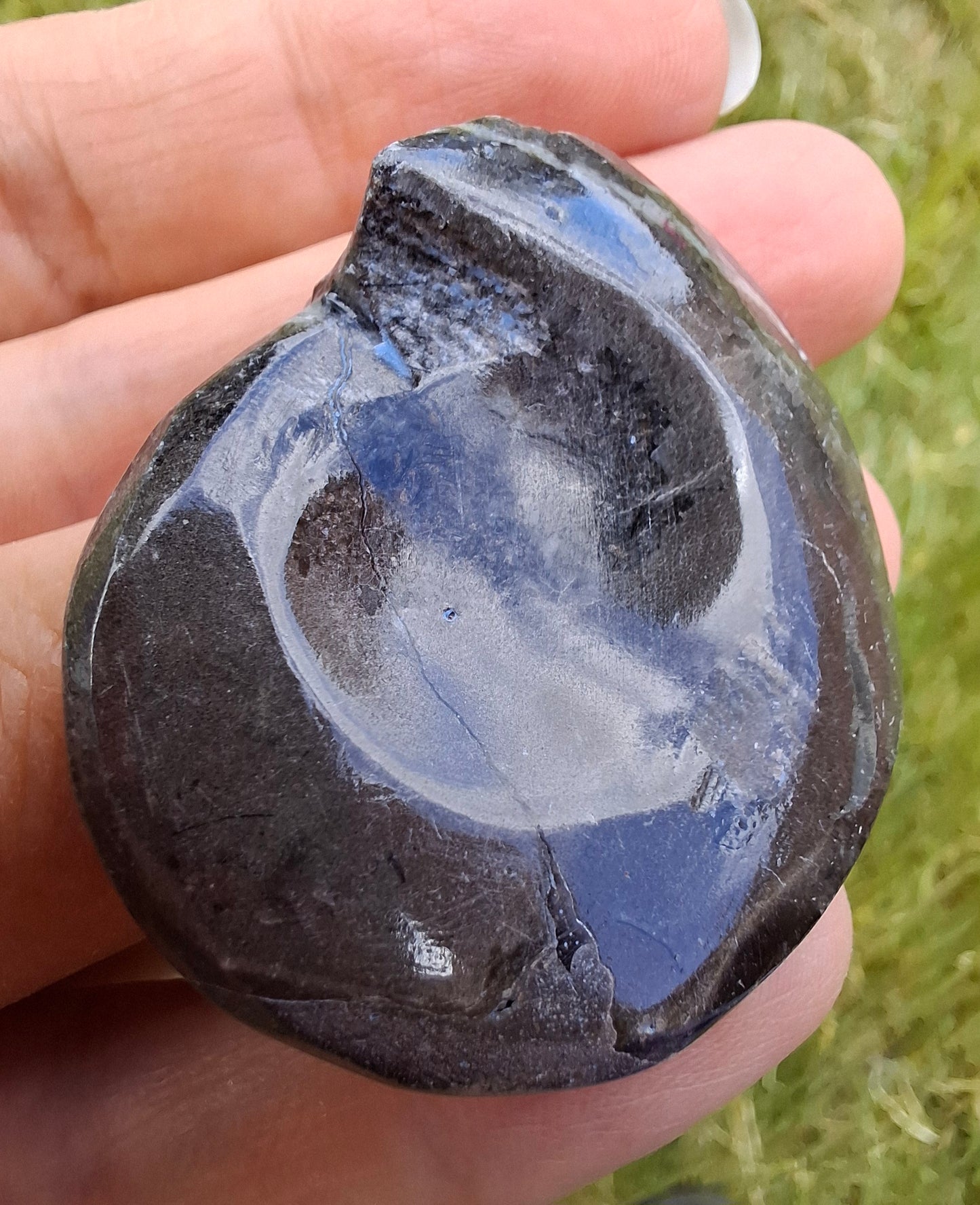 Goniatite, Fossil (Ref: GA6)