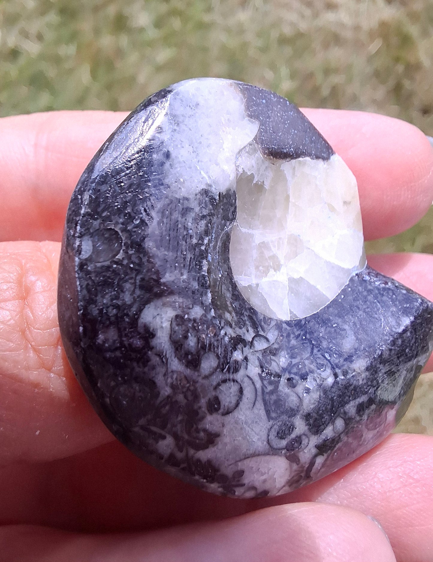 Goniatite, Fossil (Ref: GA7)