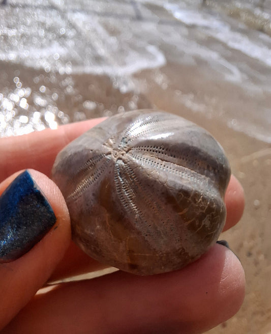Polished Sea Urchin, Fossil (Ref: SU1)