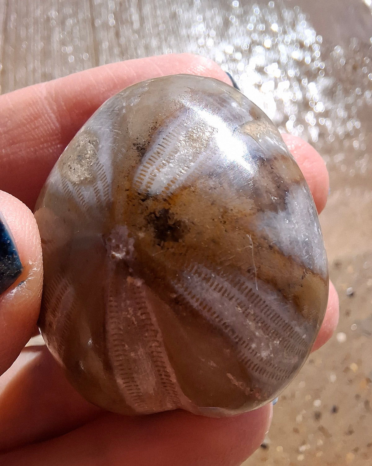 Polished Sea Urchin, Fossil (Ref: SU2)