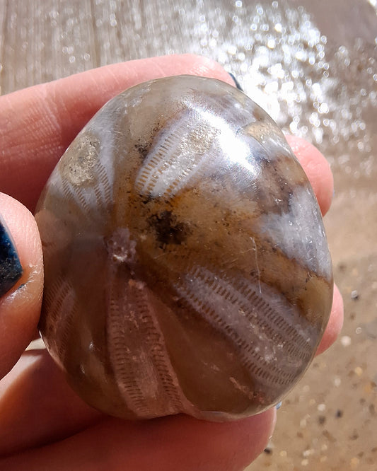 Polished Sea Urchin, Fossil (Ref: SU2)