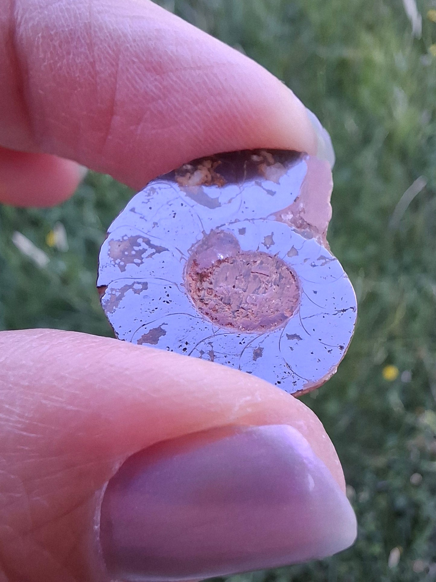 Small Haematite Ammonite HALF, (2.91g), Fossil (Ref: MA1)