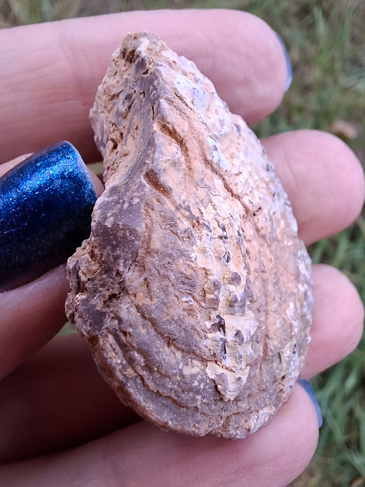 Chalcedony Oyster, Fossil (Ref: FO8)