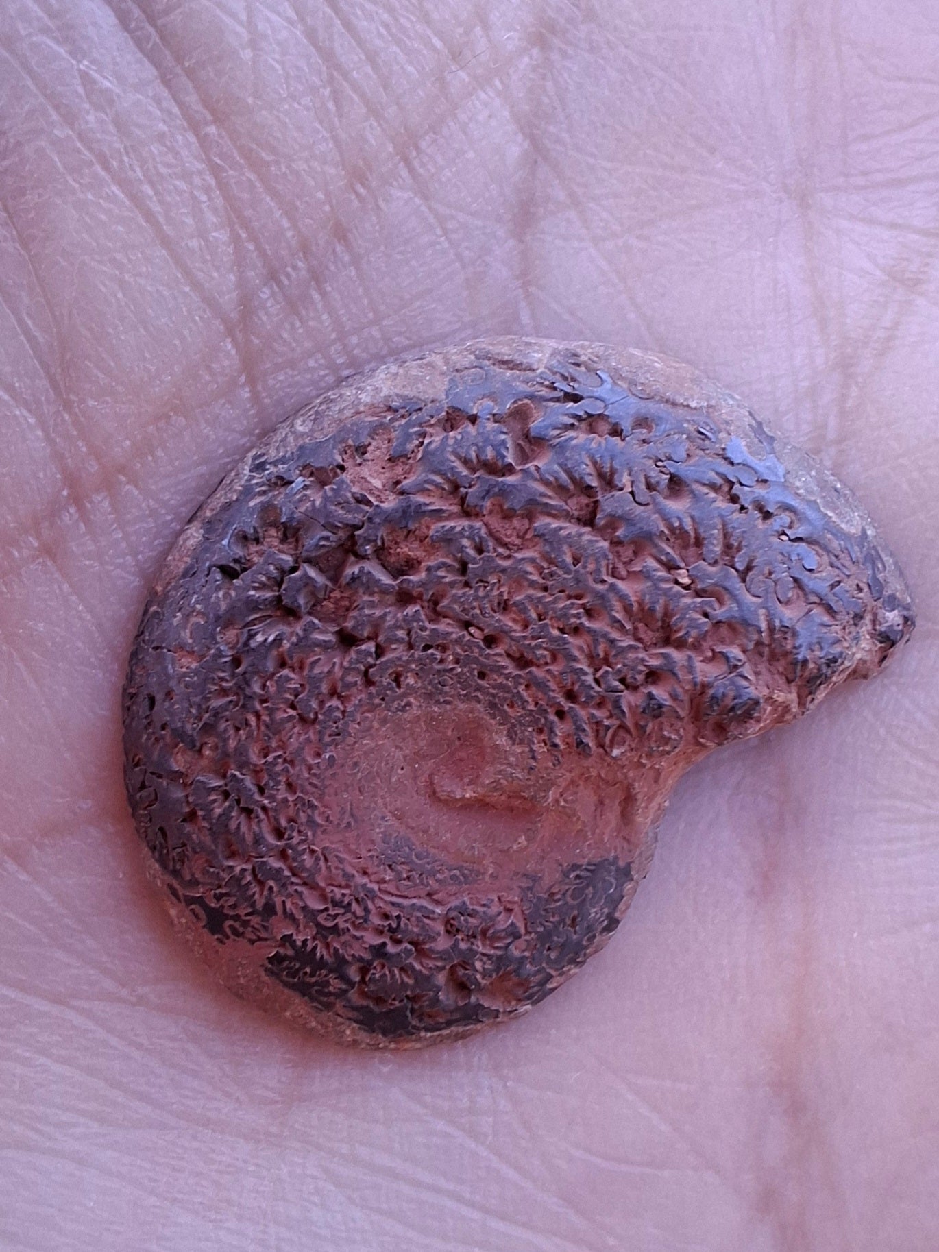 Small Haematite Ammonite HALF, 2.55g, Fossil (Ref: MA8)