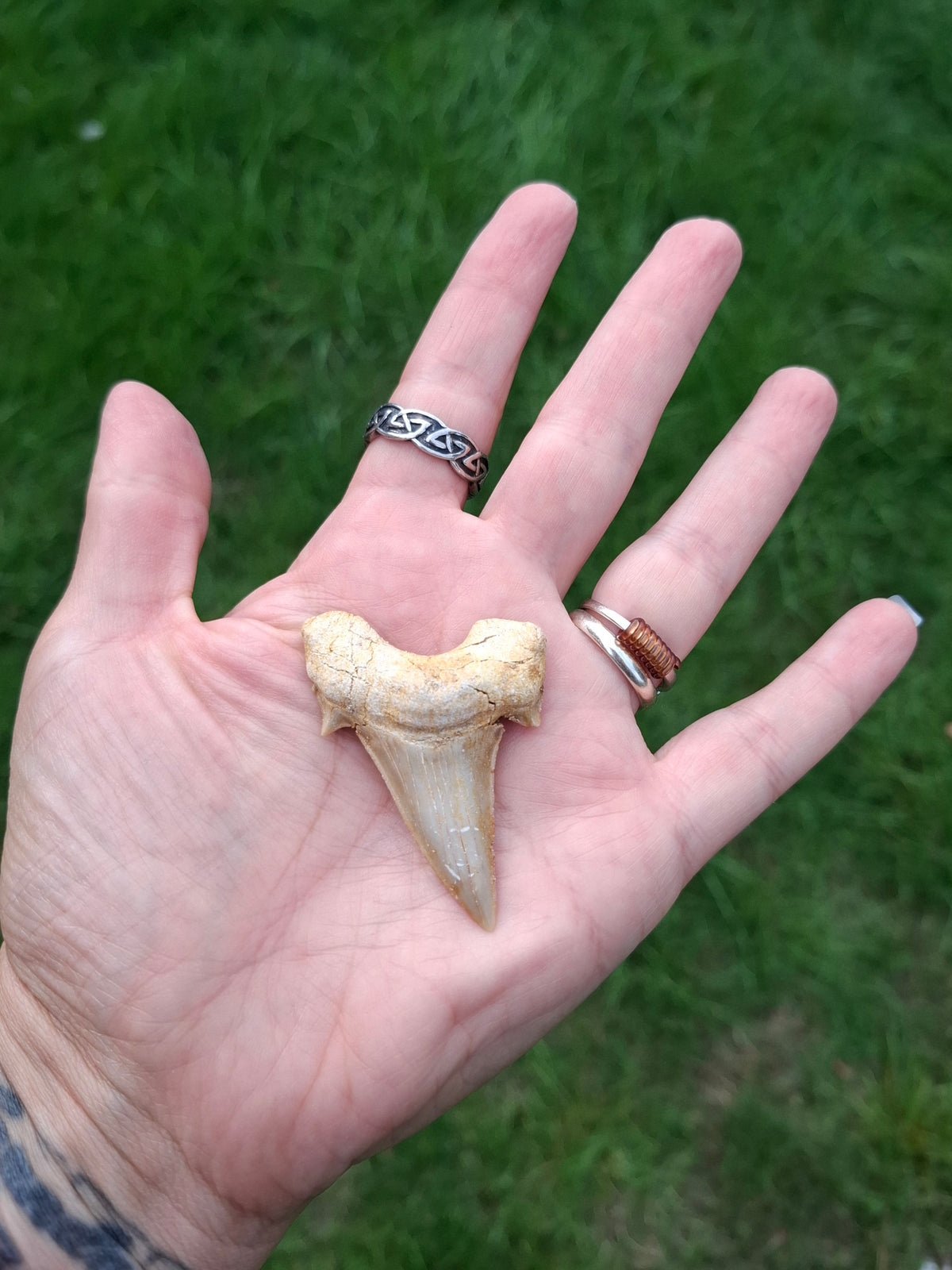 Otodus Shark Tooth, Fossil (Ref: OT6)