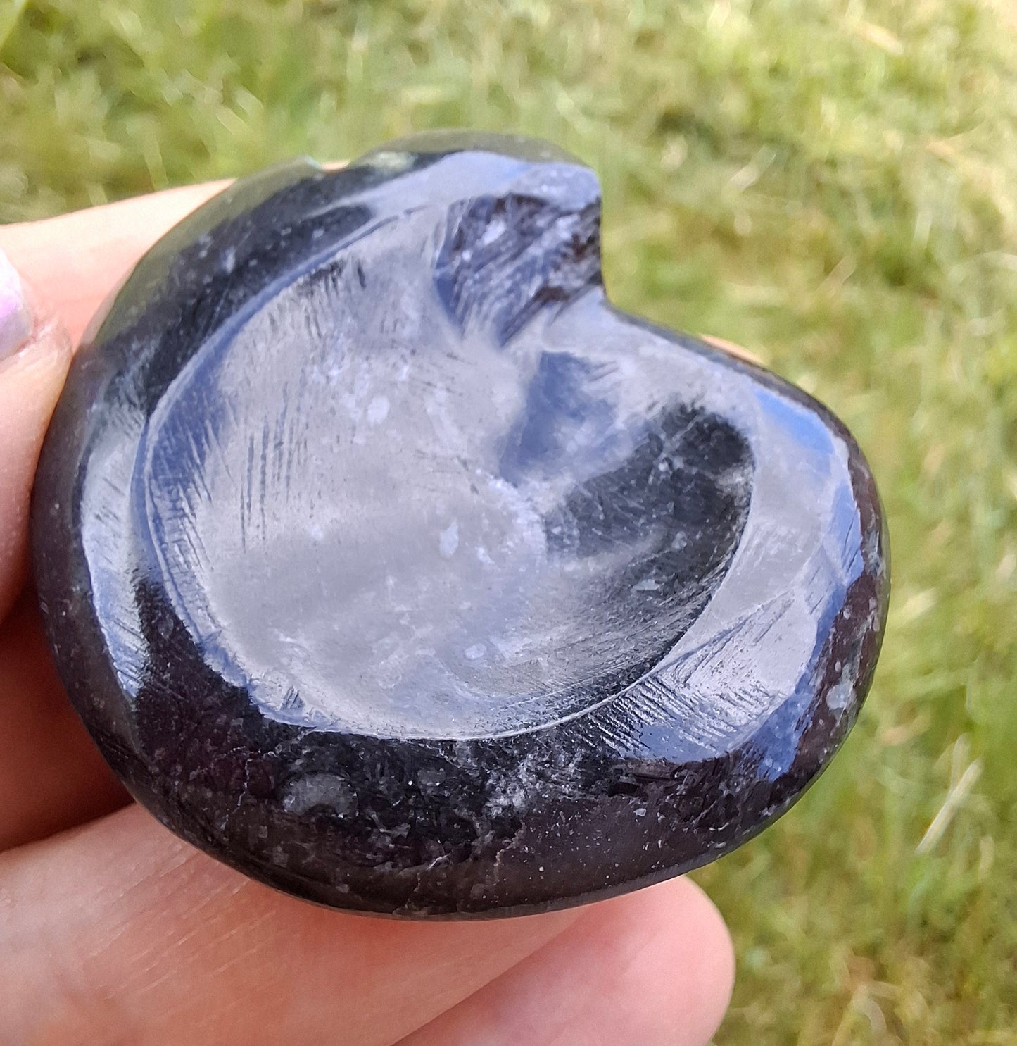 Goniatite, Fossil (Ref: GA4)