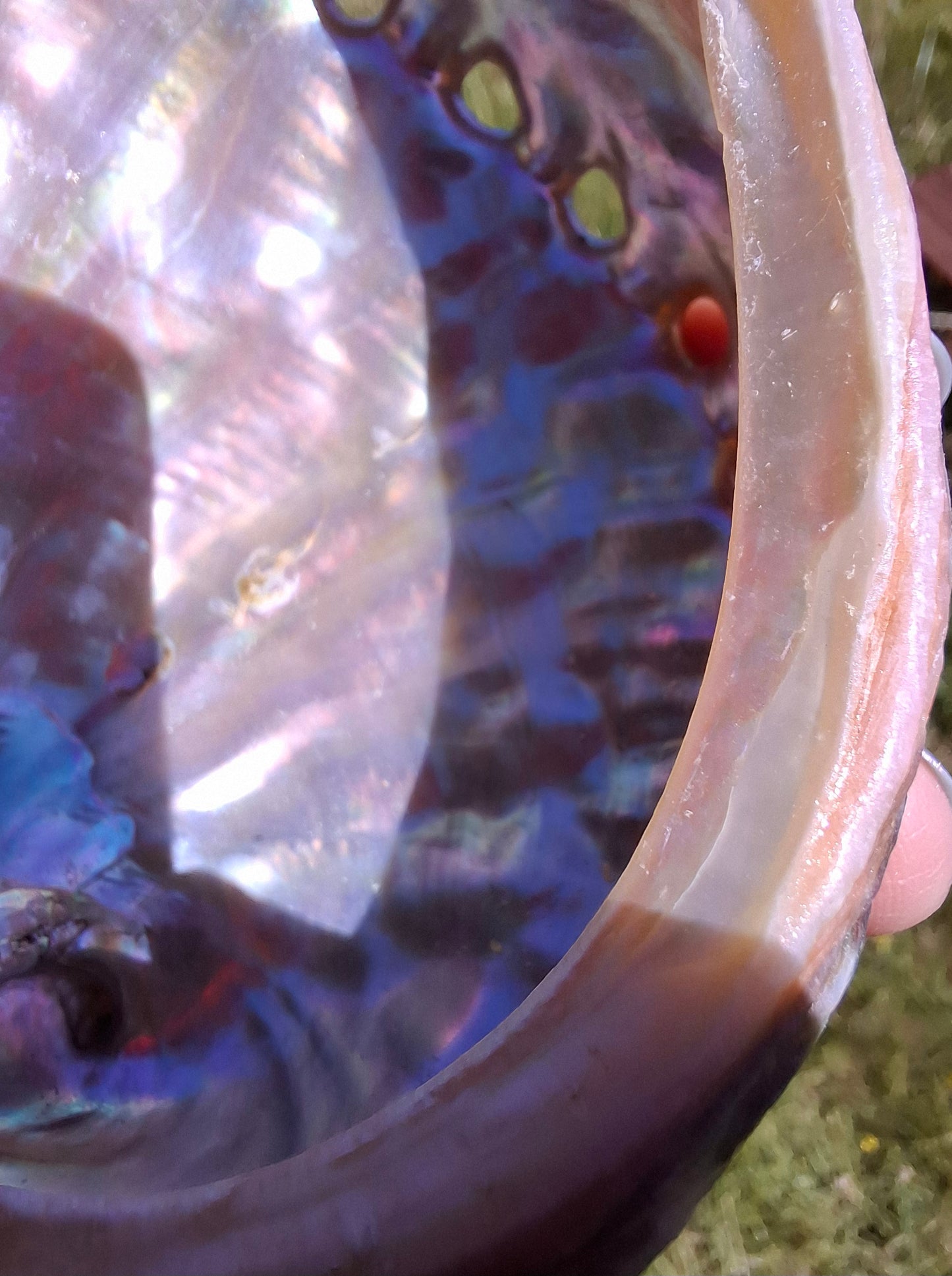Abalone Shell, (Ref: SH3)