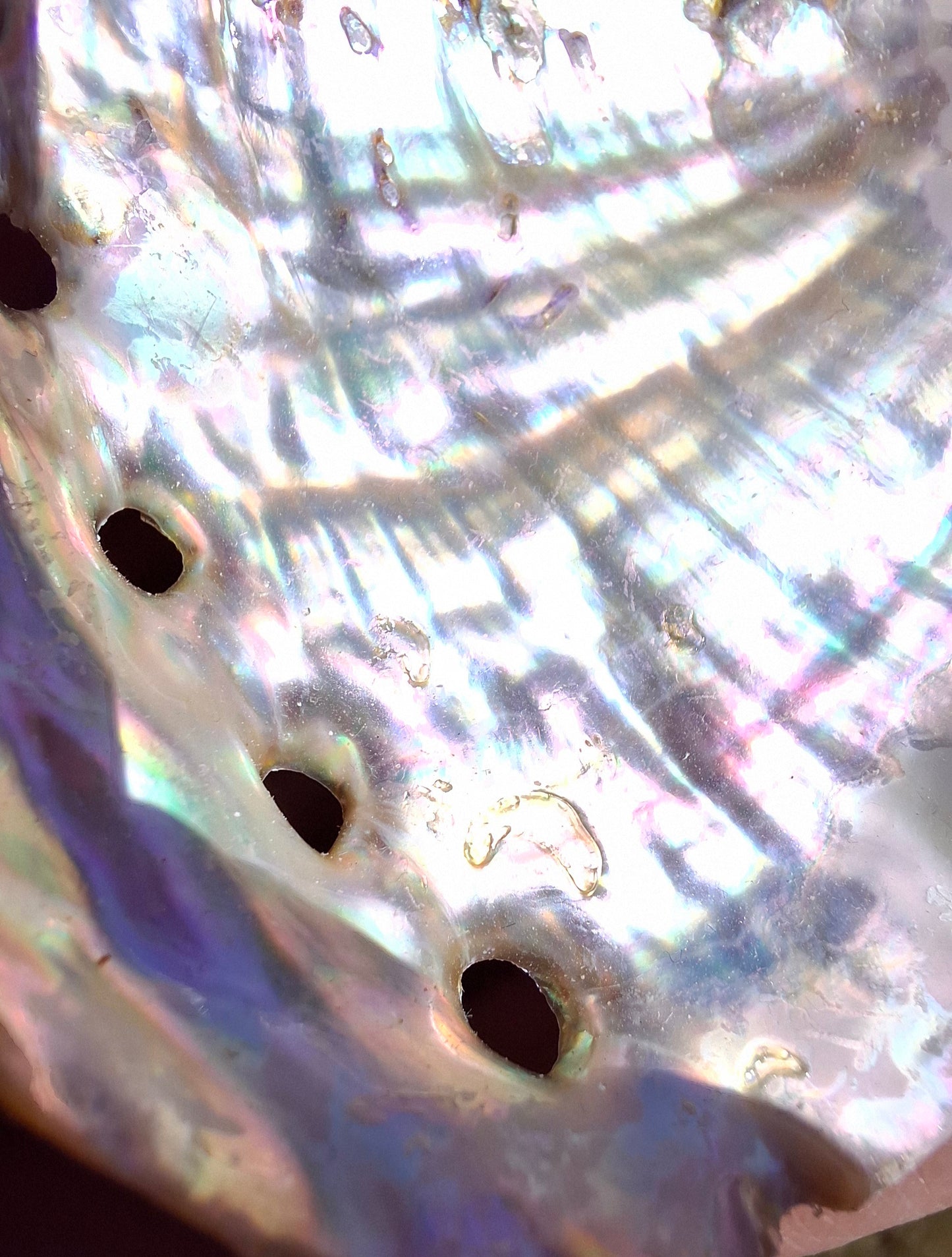Abalone Shell, (Ref: SH1)