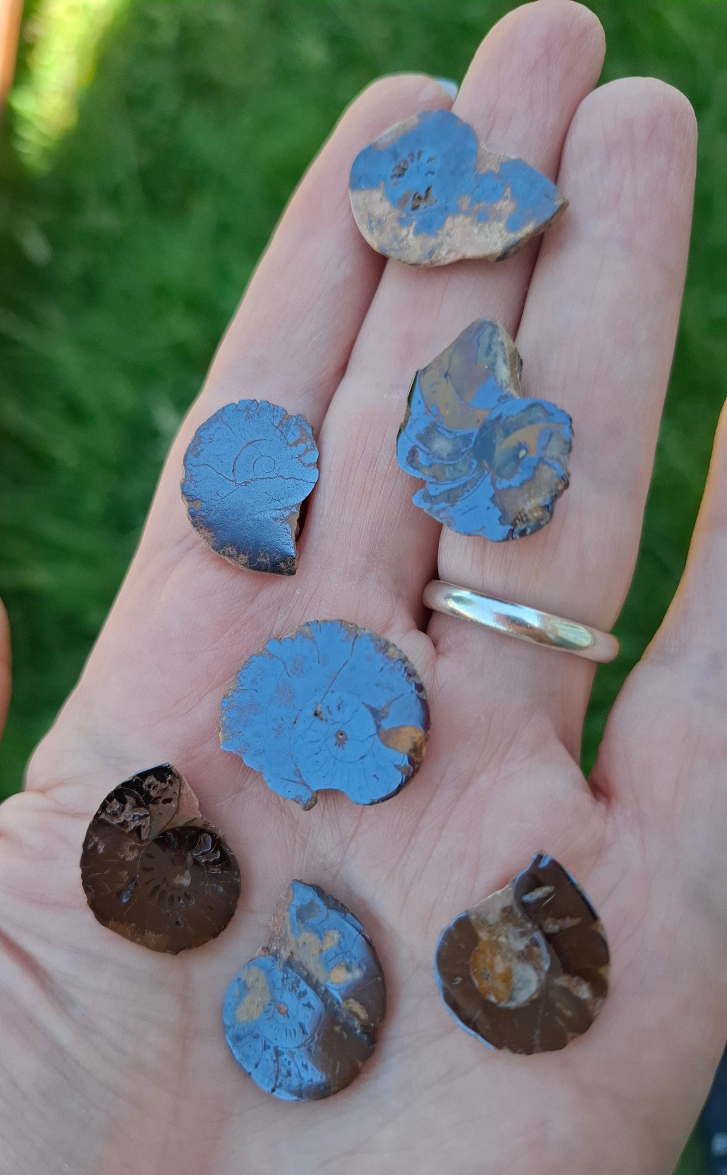 Small Haematite Ammonite Halves BUNDLE, (7 pcs), Fossil (Ref: MA13)