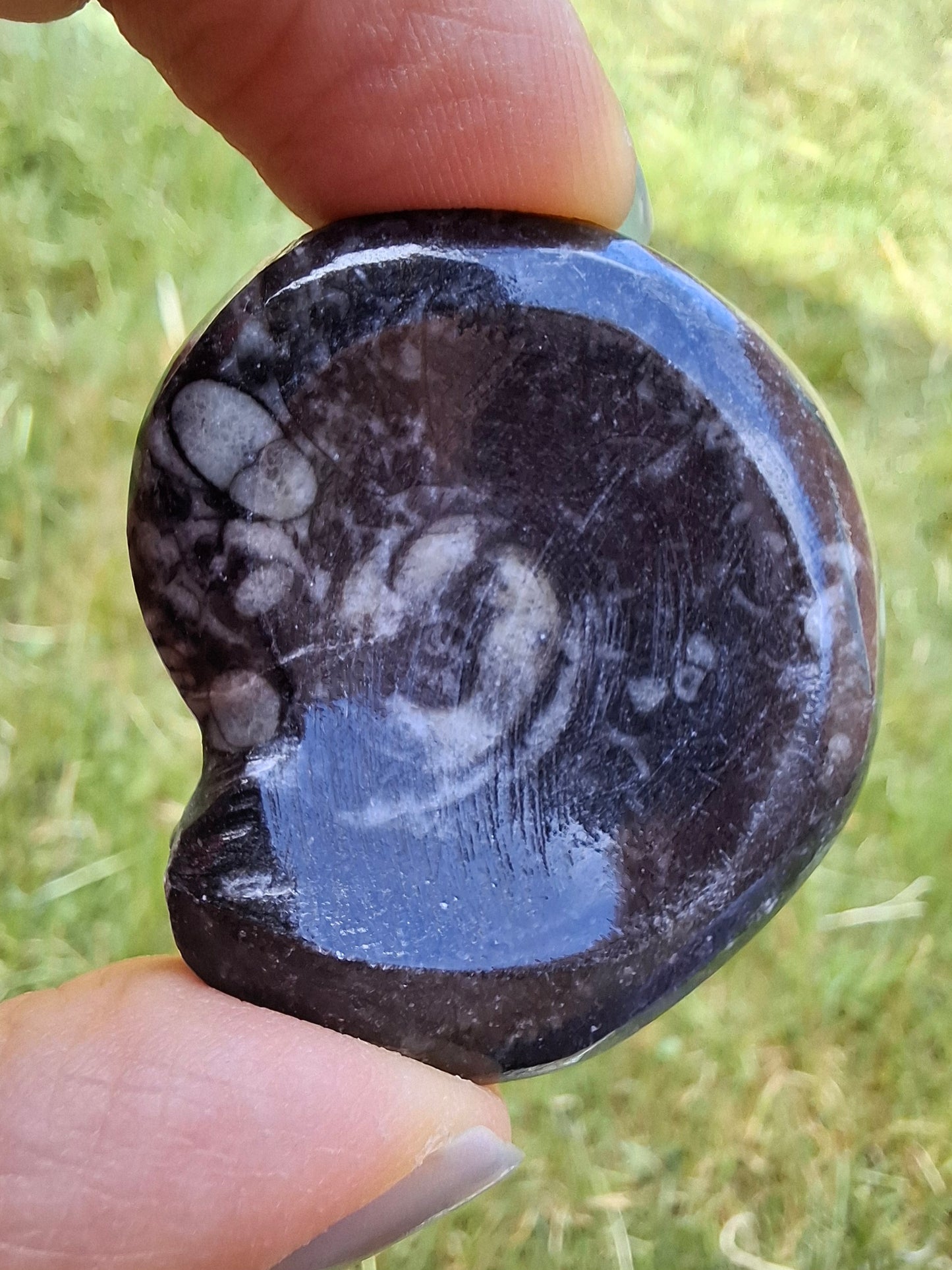 Goniatite, Fossil (Ref: GA2)