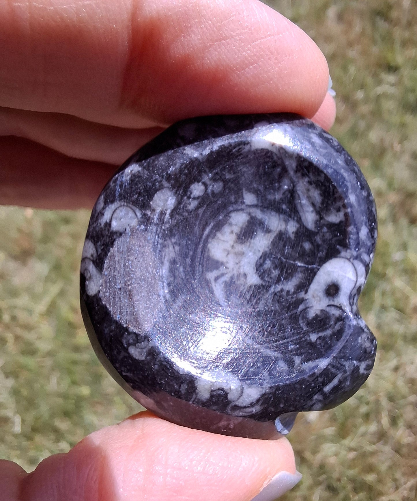 Goniatite, Fossil (Ref: GA2)