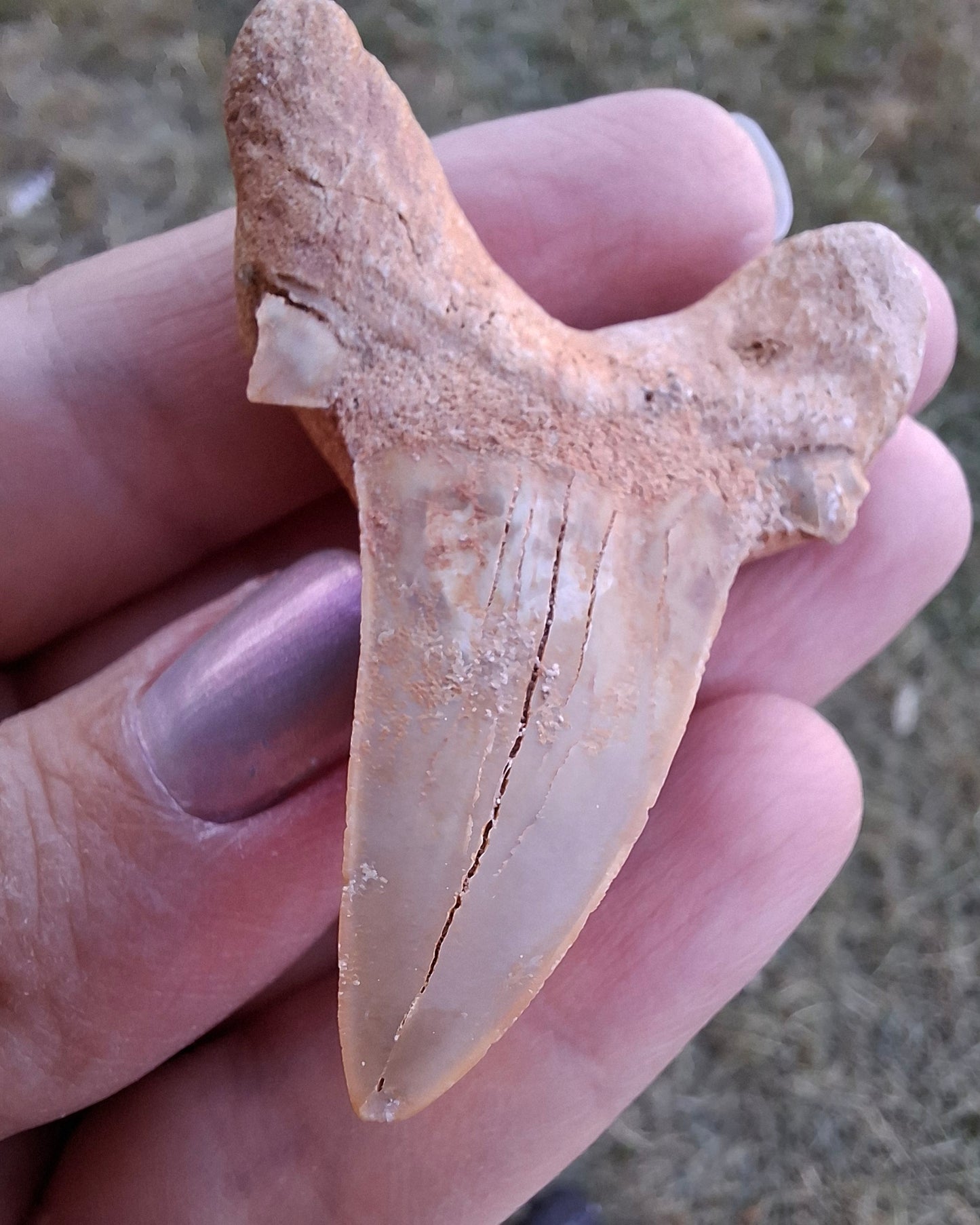 Otodus Shark Tooth, Fossil (Ref: OT 7)