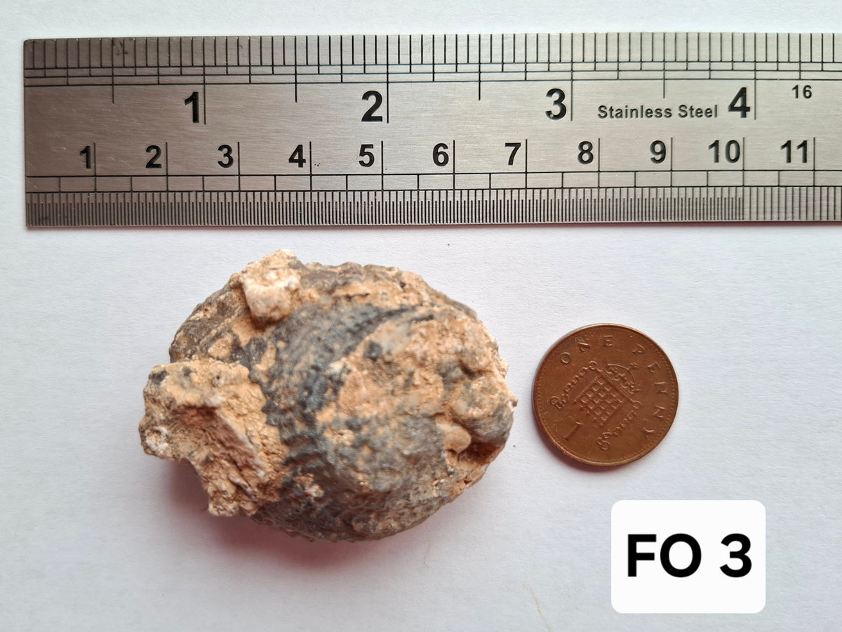 Chalcedony Oyster, Fossil (Ref: FO3)