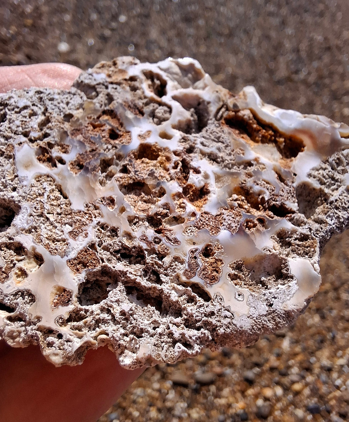 Fossilised Coral replaced by Chalcedony/Agate, Fossil (Ref: FCA2)