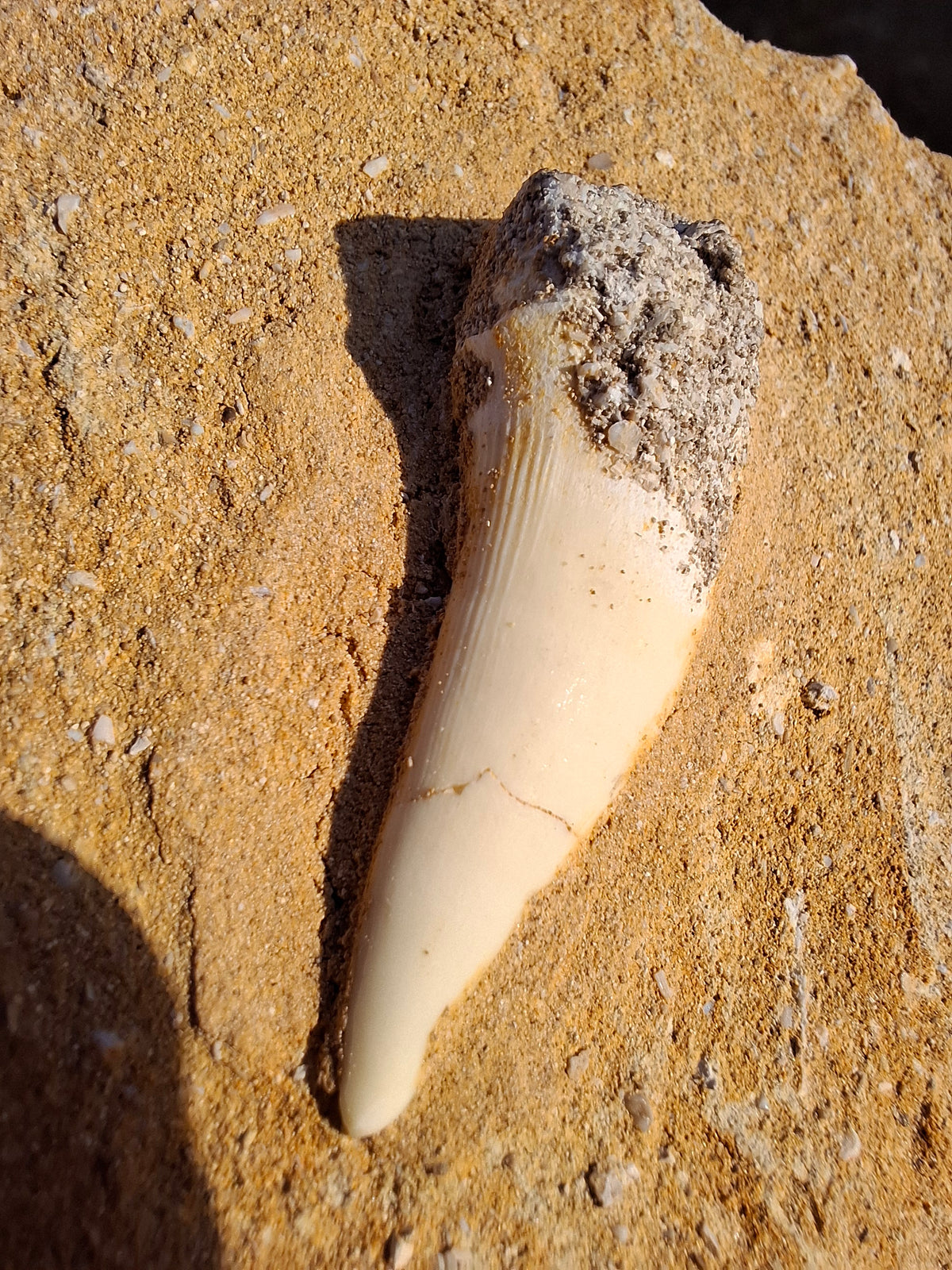 Enchodus Sabre Tooth, Fossil (Ref: ES6)
