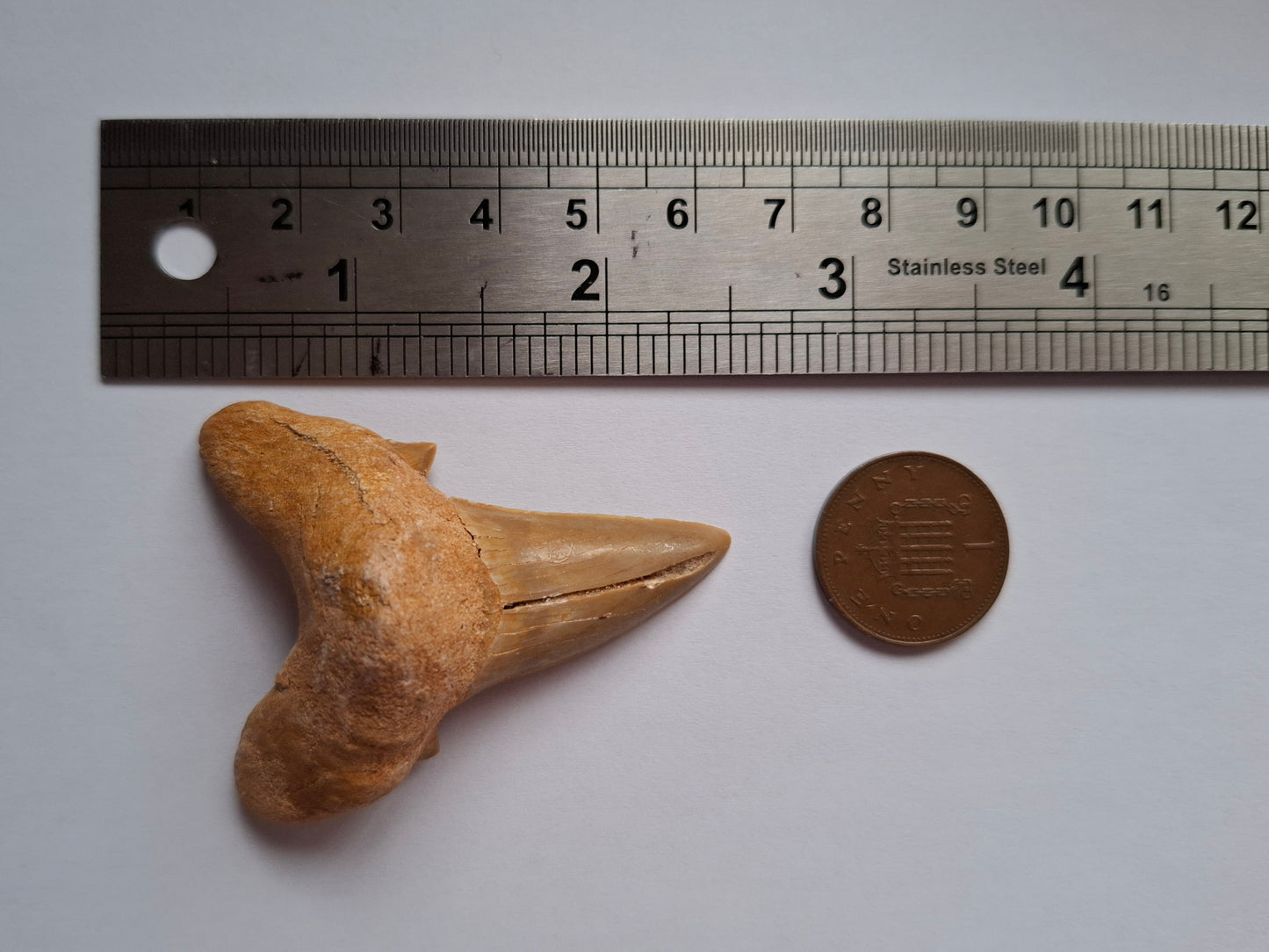 Otodus Shark Tooth, Fossil (Ref: OT 7)