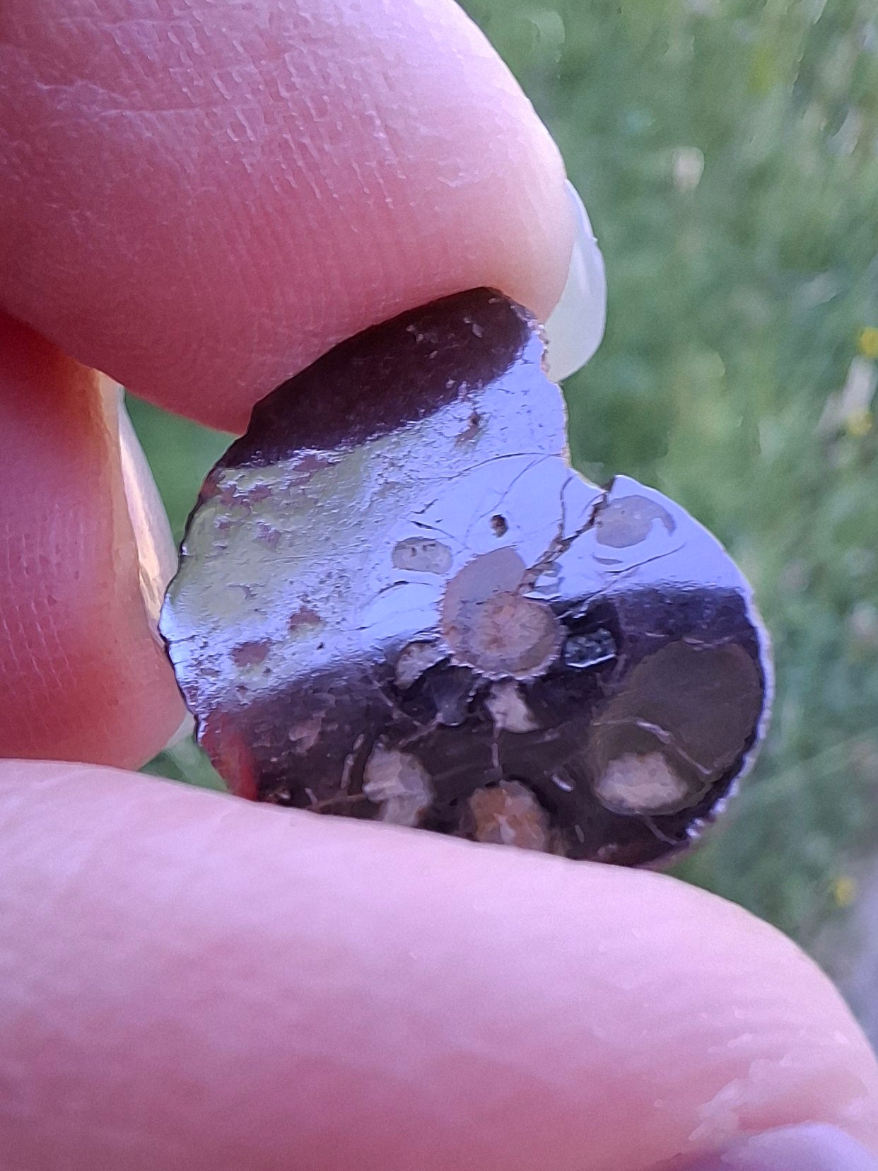 Small Haematite Ammonite HALF, 1.41g, Fossil (Ref: MA6)