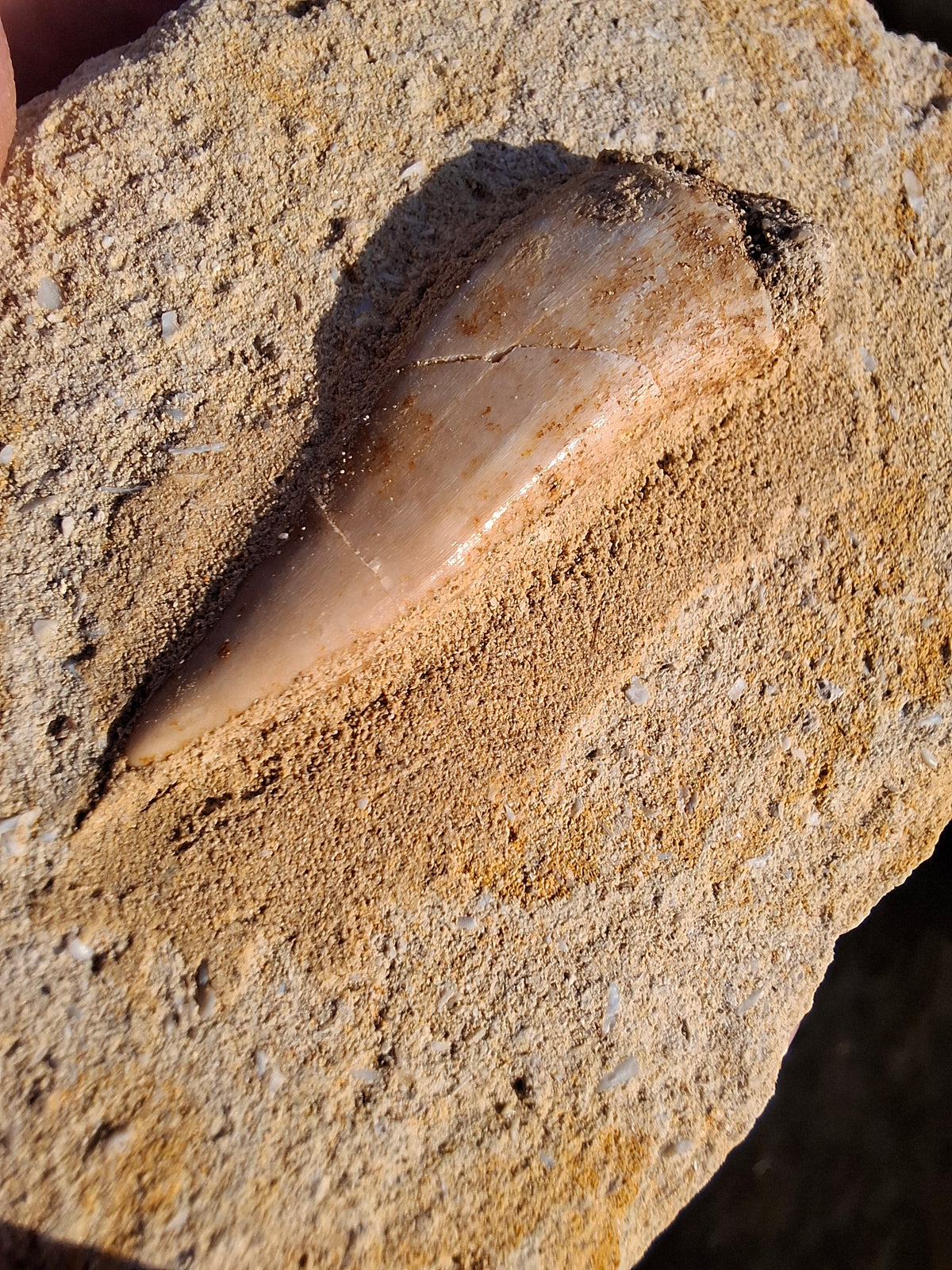 Enchodus Sabre Tooth, Fossil (Ref: ES3)