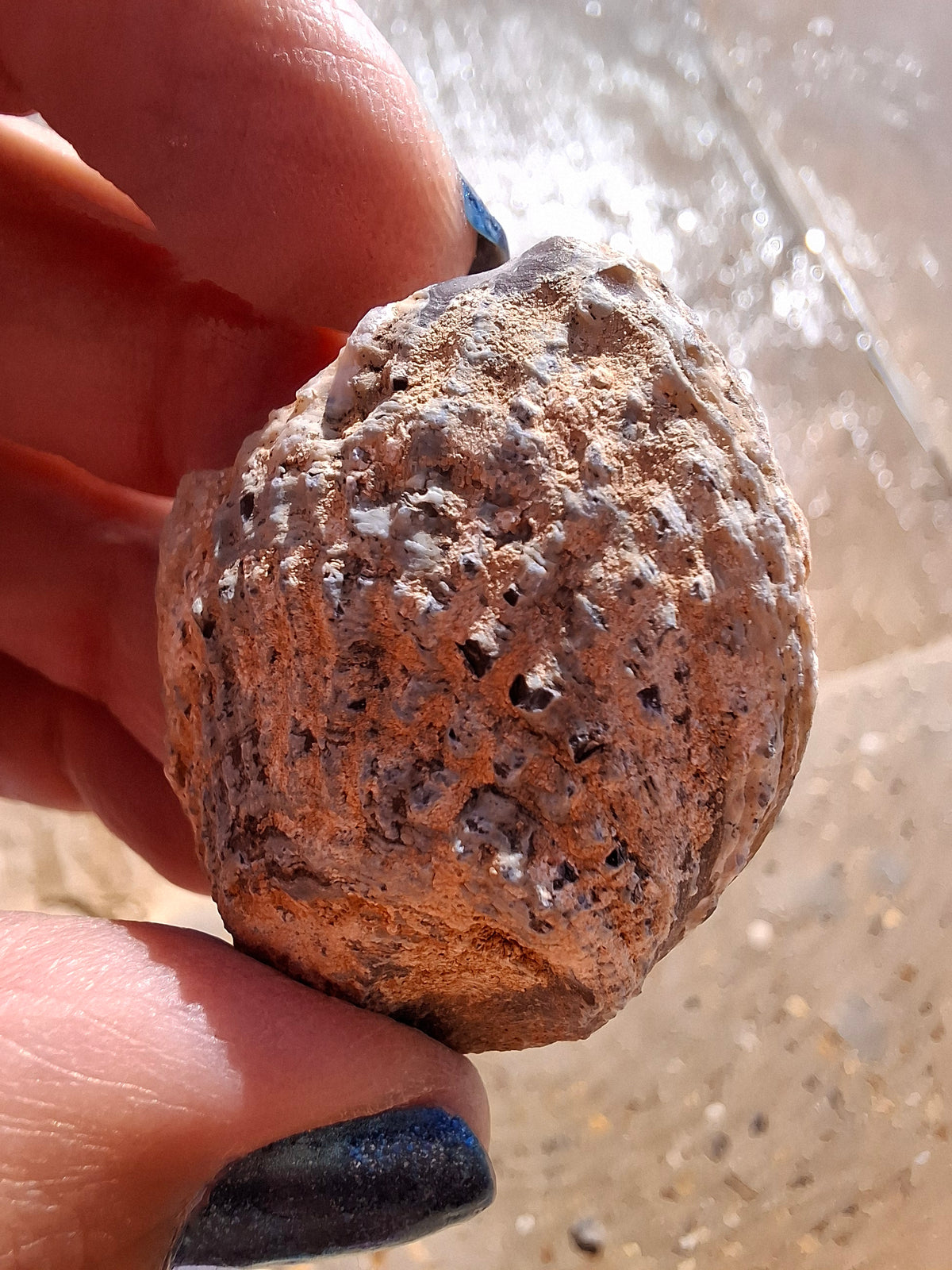 Chalcedony Oyster, Fossil (Ref: FO5)