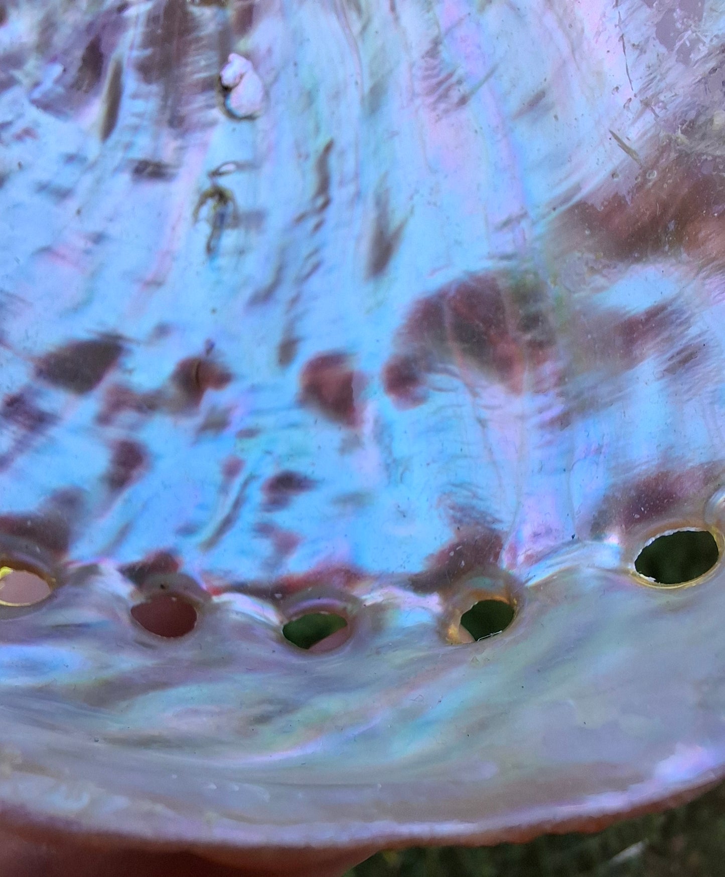 Abalone Shell, (Ref: SH3)
