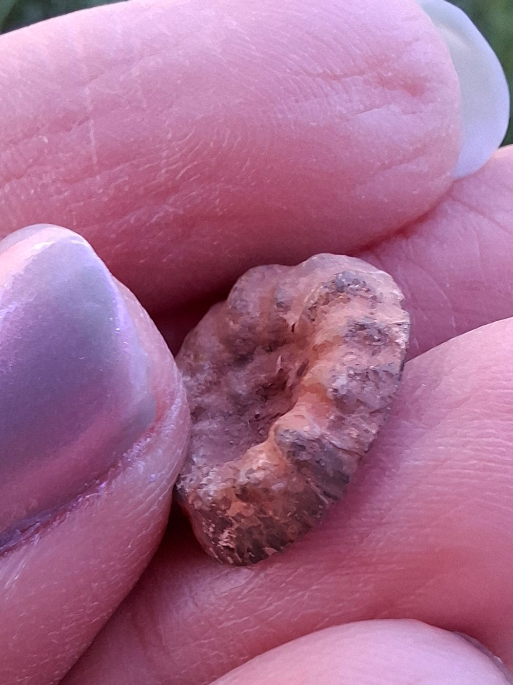Small Haematite Ammonite HALF, 1.41g, Fossil (Ref: MA6)